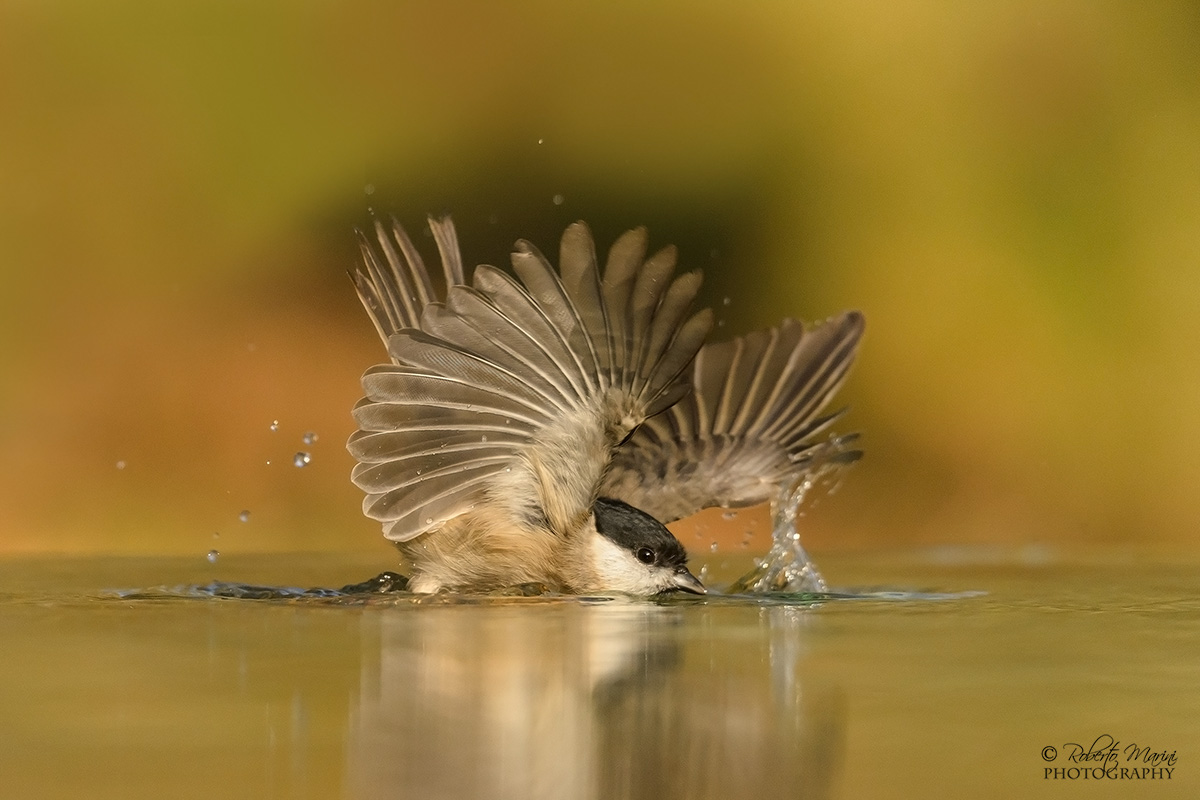 balletto sul lago dorato