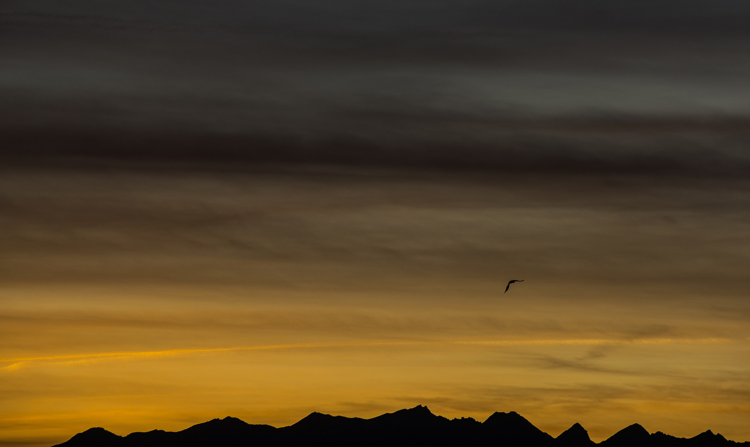 the last flight before the dark .............