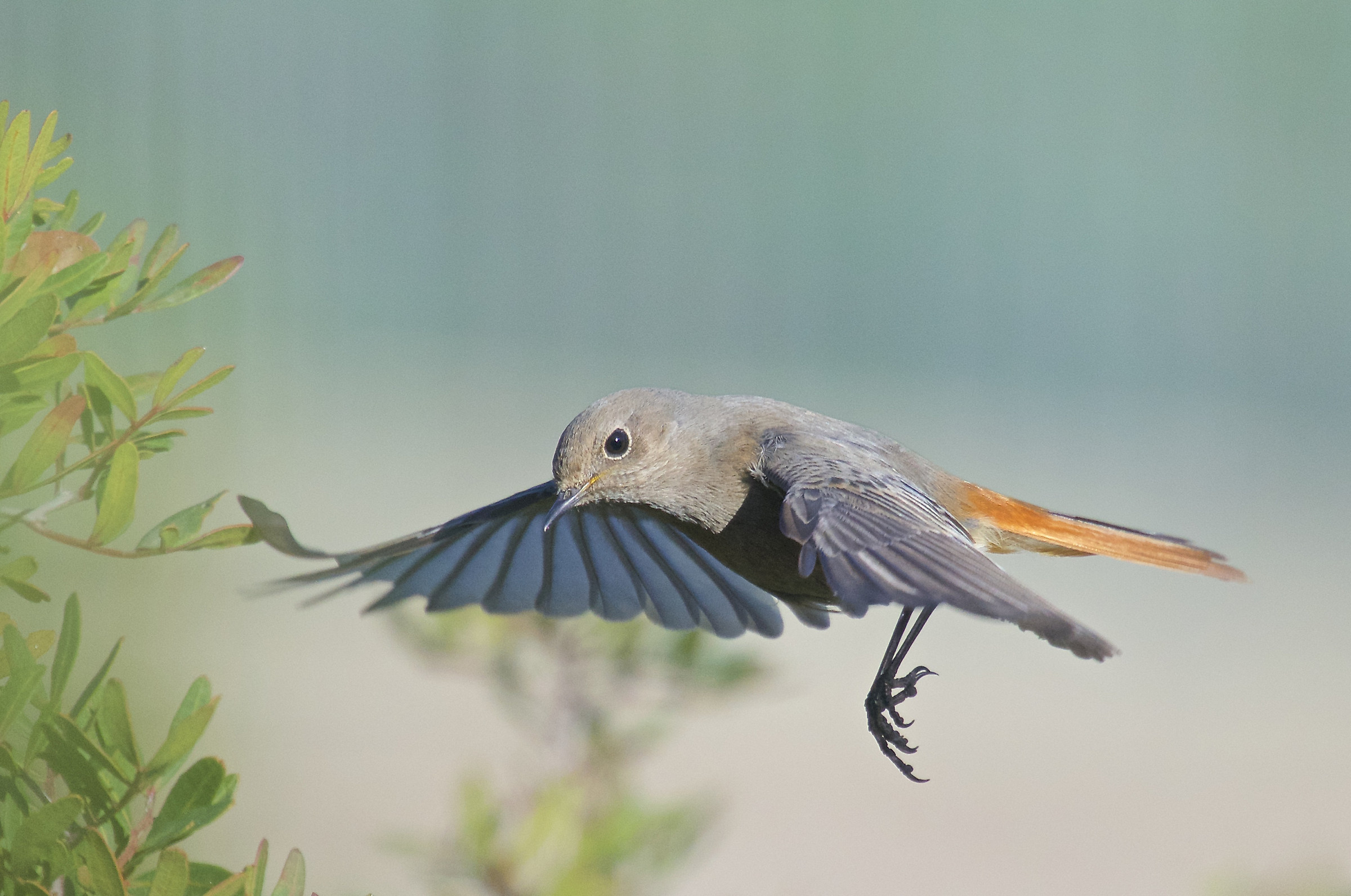 Codirosso spazzacamino