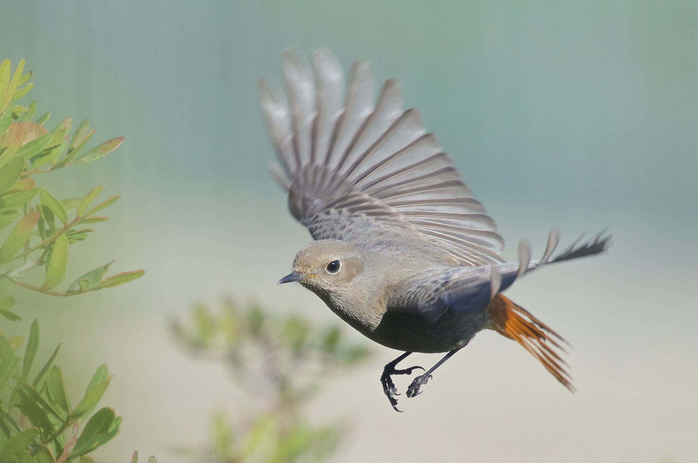Codirosso spazzacamino
