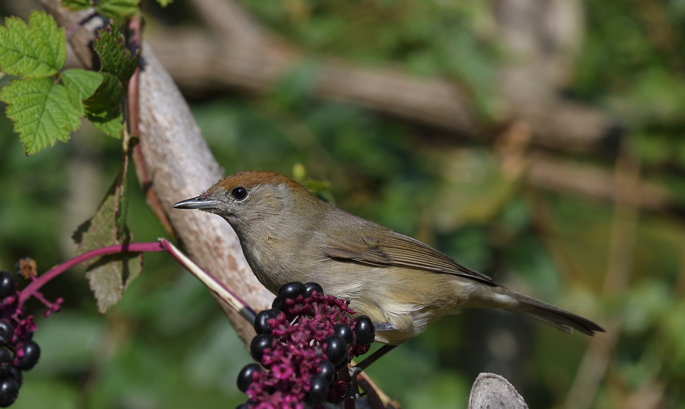 Blackcap