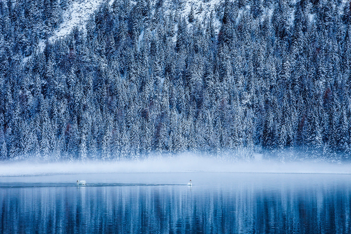 il lago dei cigni