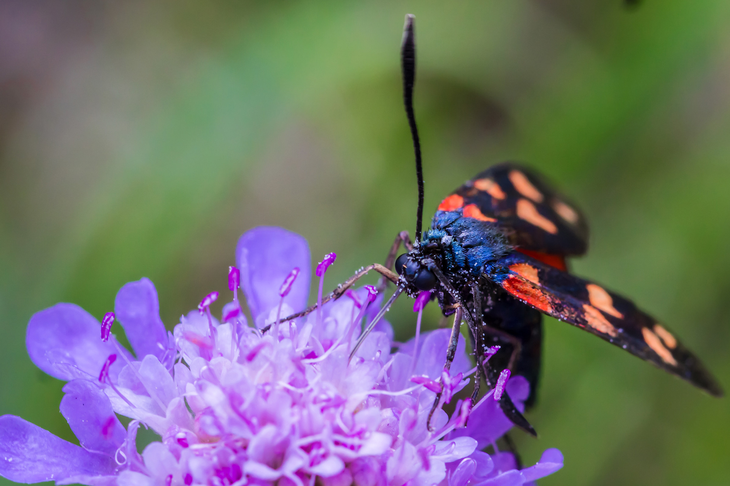 Zygaena rhadamanthus
