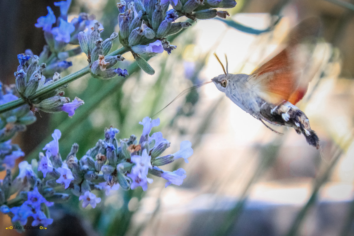 Sfingide Colibrì (Macroglossum Stellatarium)
