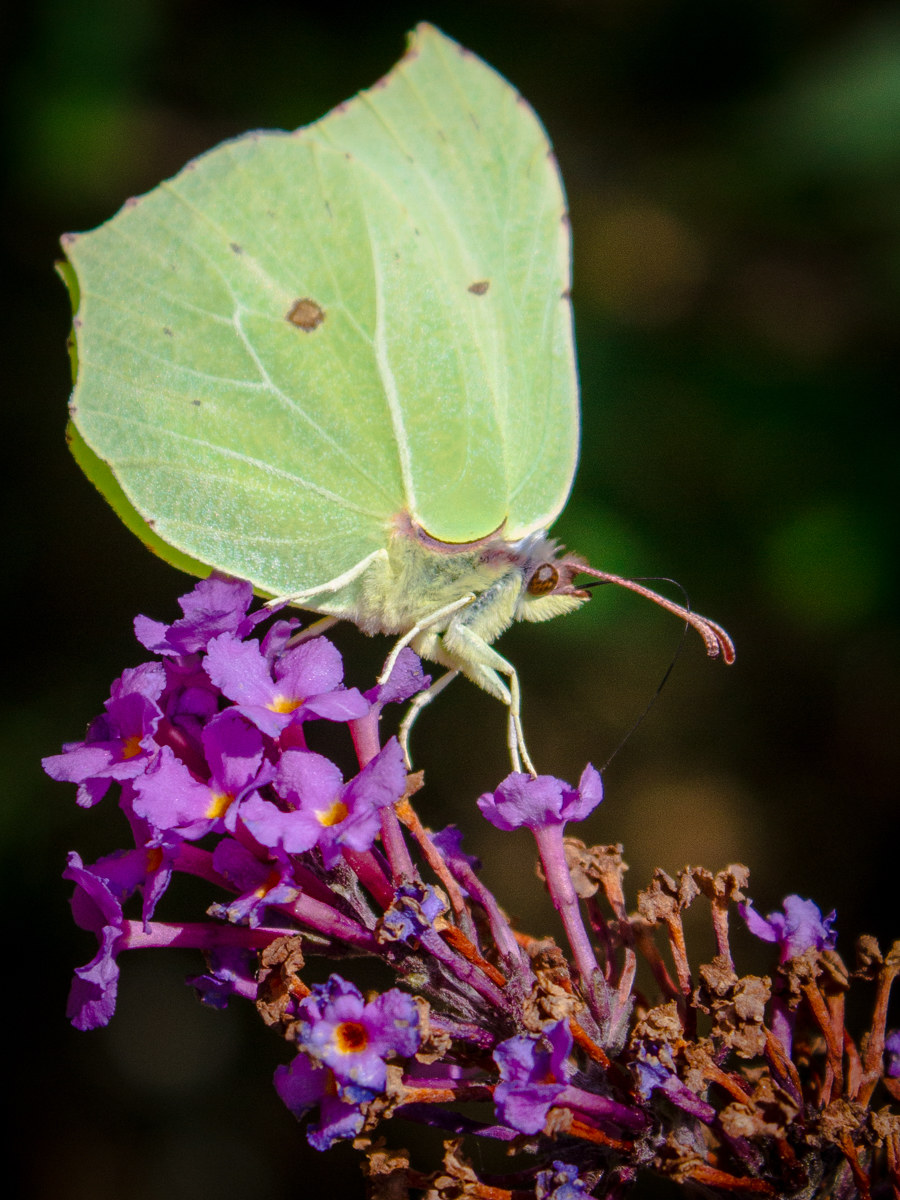 Gonepteryx cleopatra