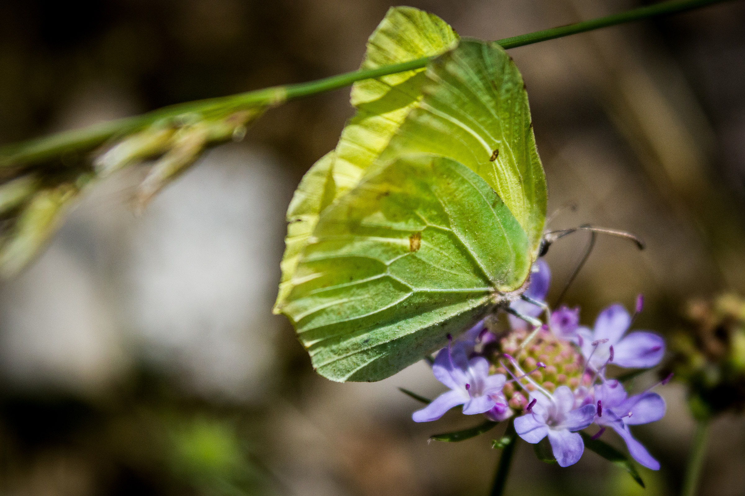 Gonepteryx cleopatra