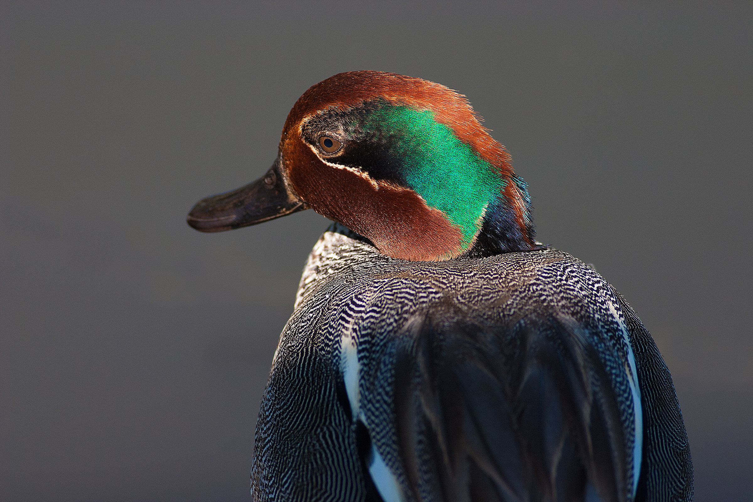 Alzavola maschio Portrait