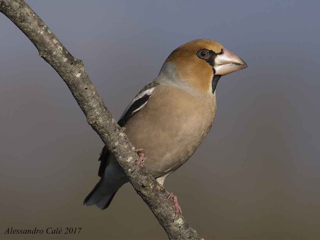 Coccothraustes coccothraustes (Frosone) 5116