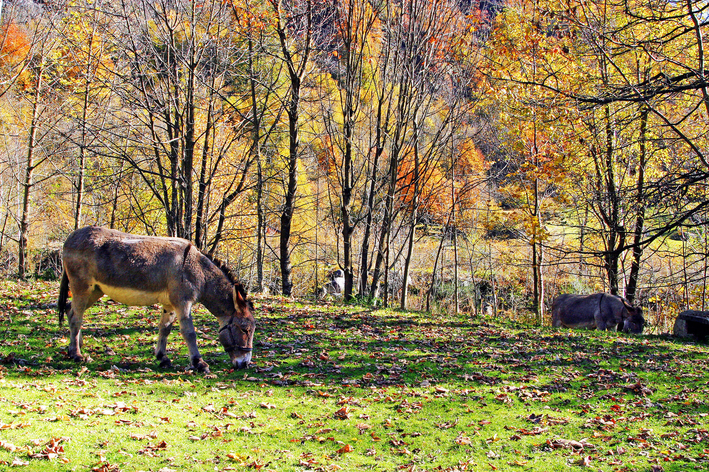 Tranquility in the Valley