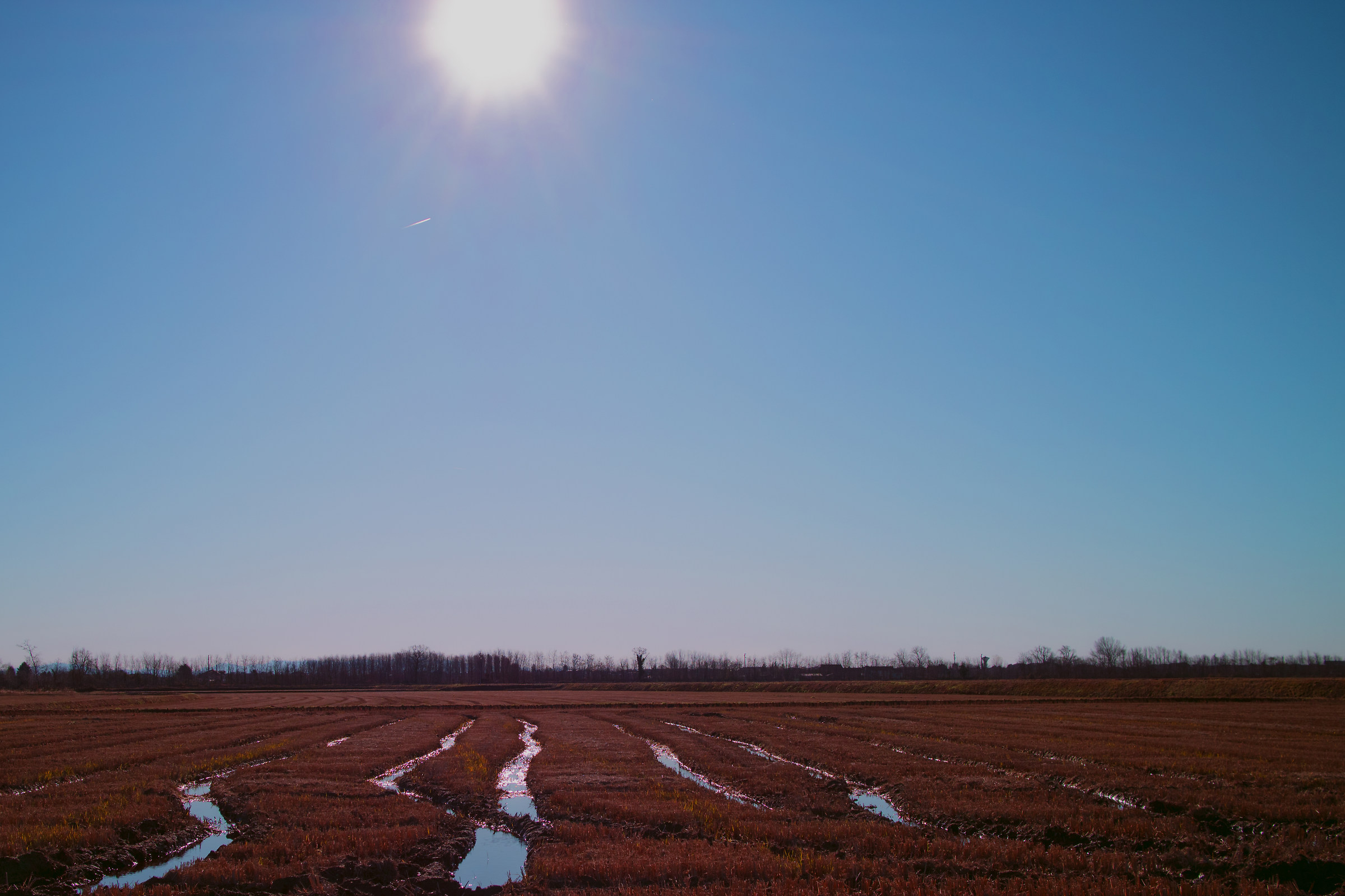 Reflections on paddy field