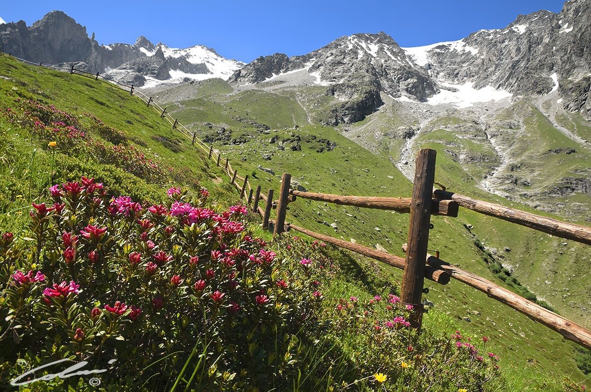 Il Giardino Botamico Alpino di Saussurea
