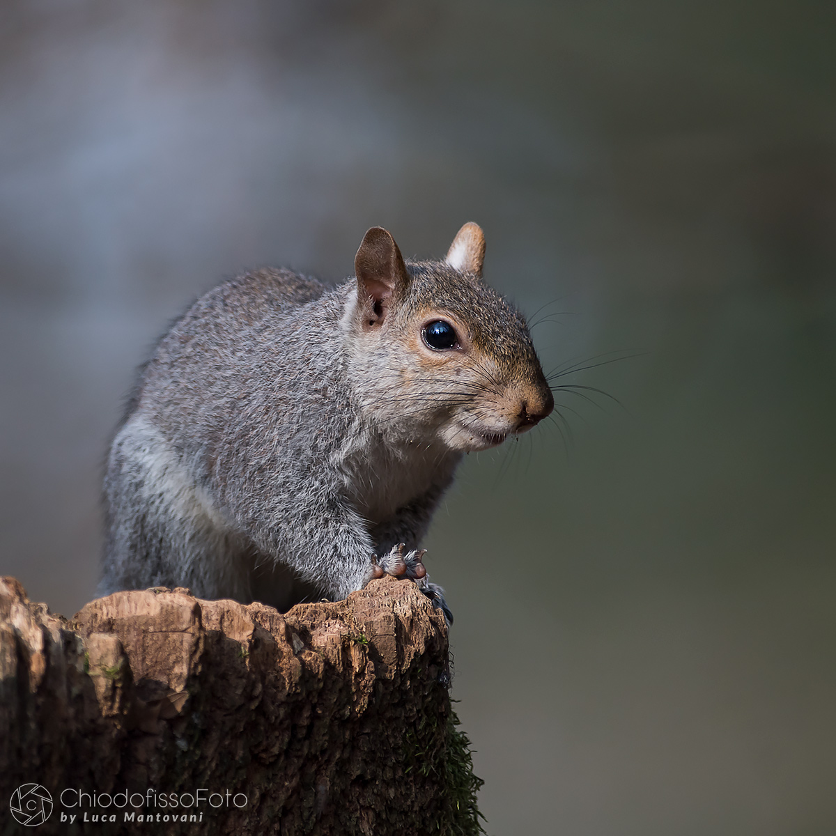 Even Gray has its charm