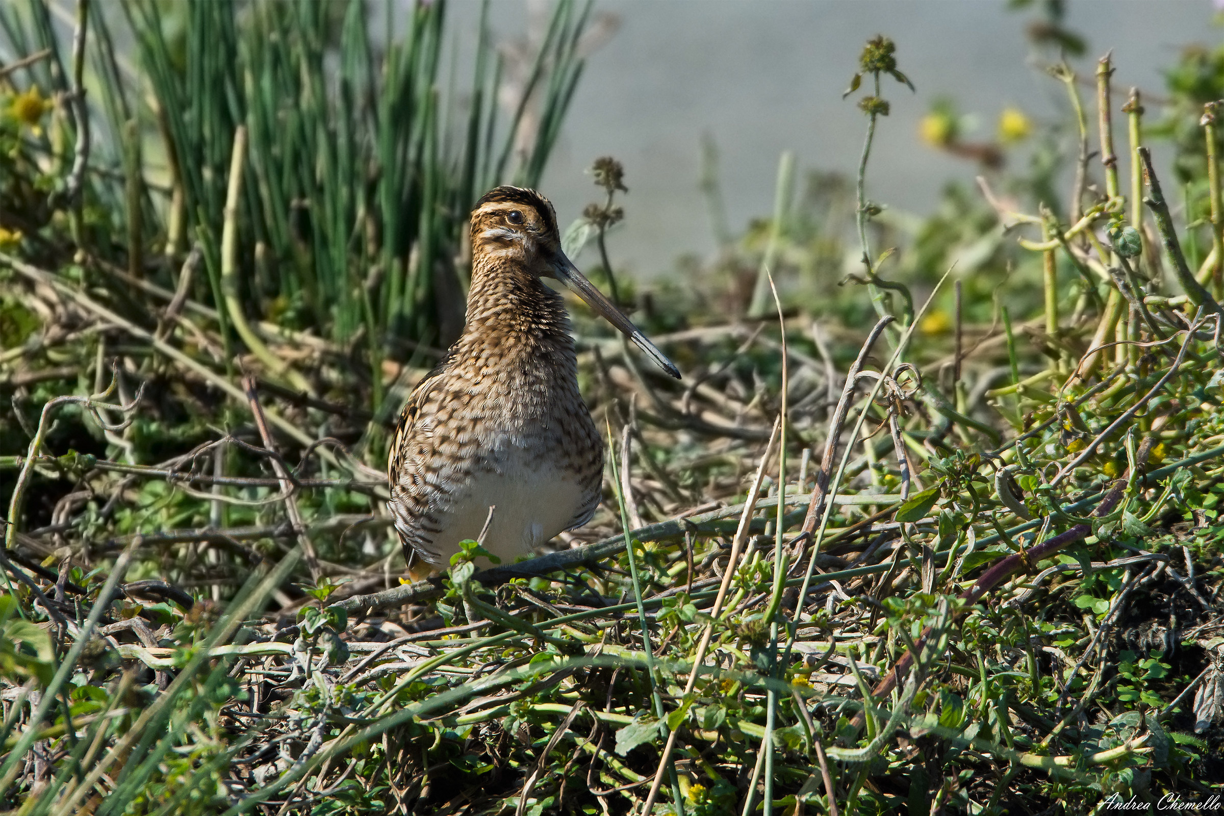 Beccaccino (Gallinago gallinago)