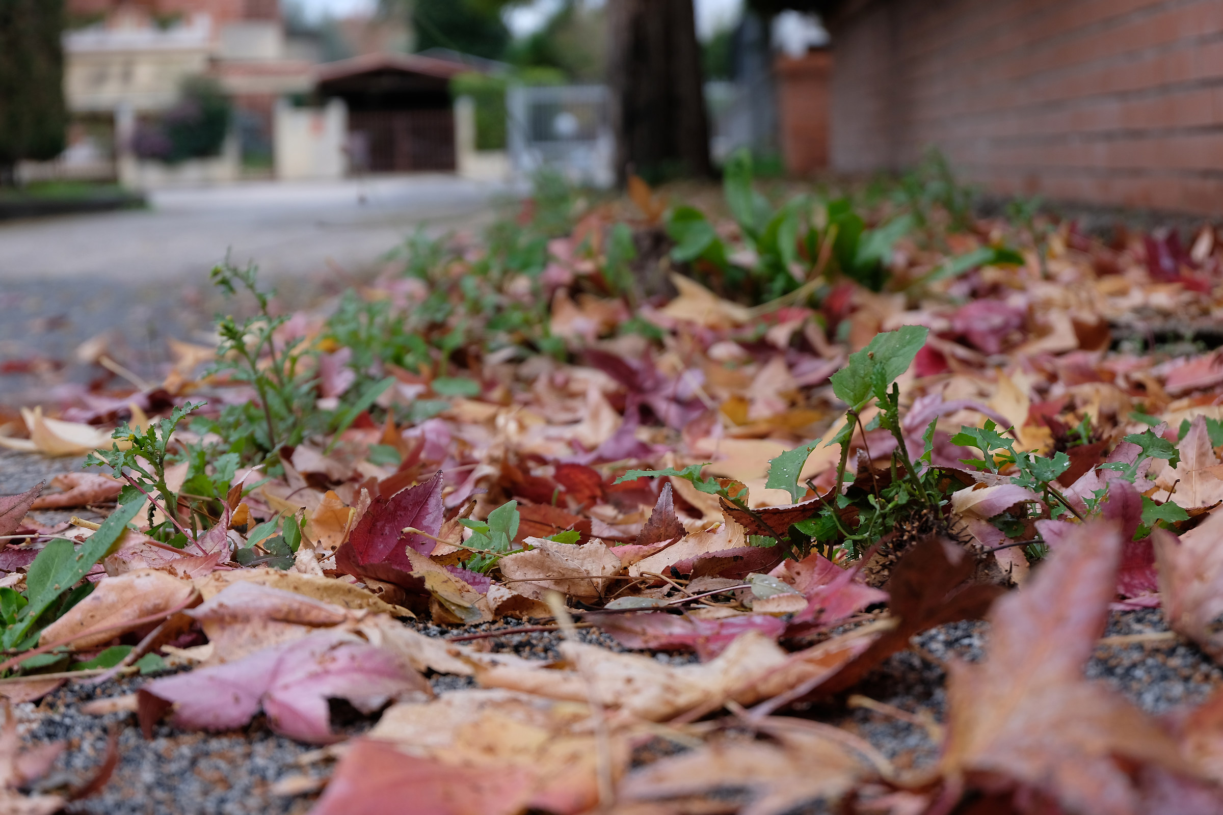 Autumn, leaves and colors.