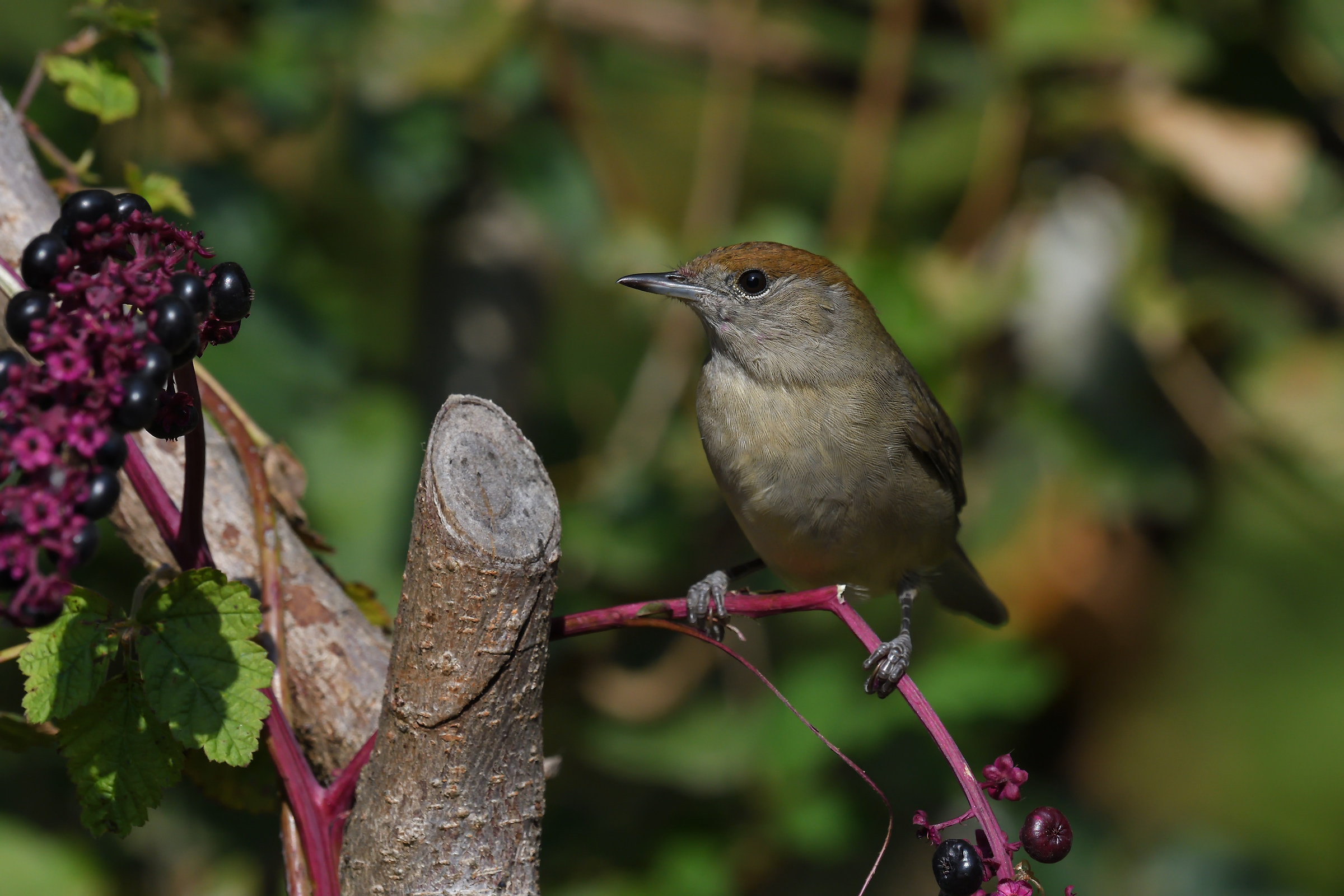 Blackcap