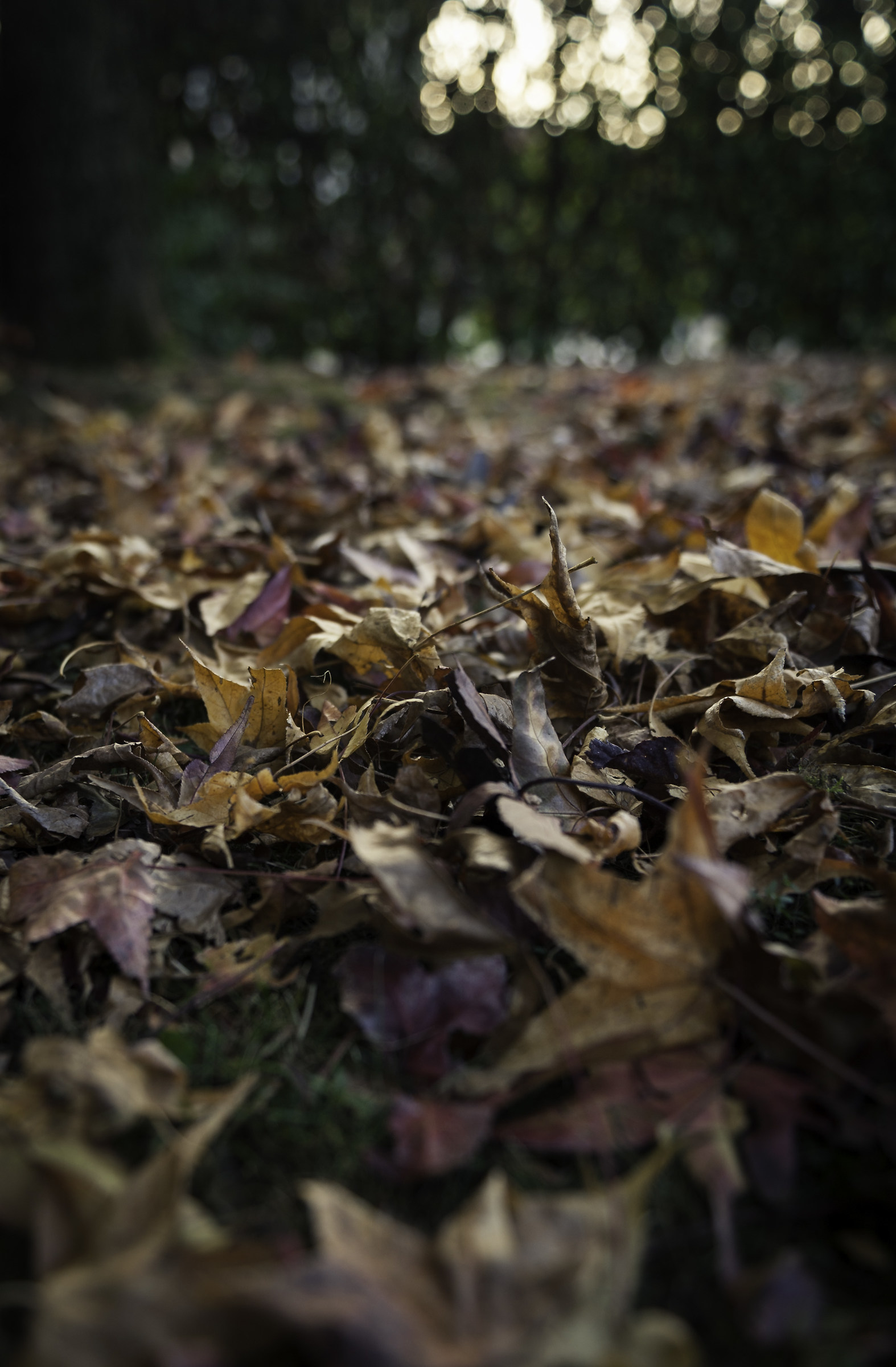 i colori dell'autunno