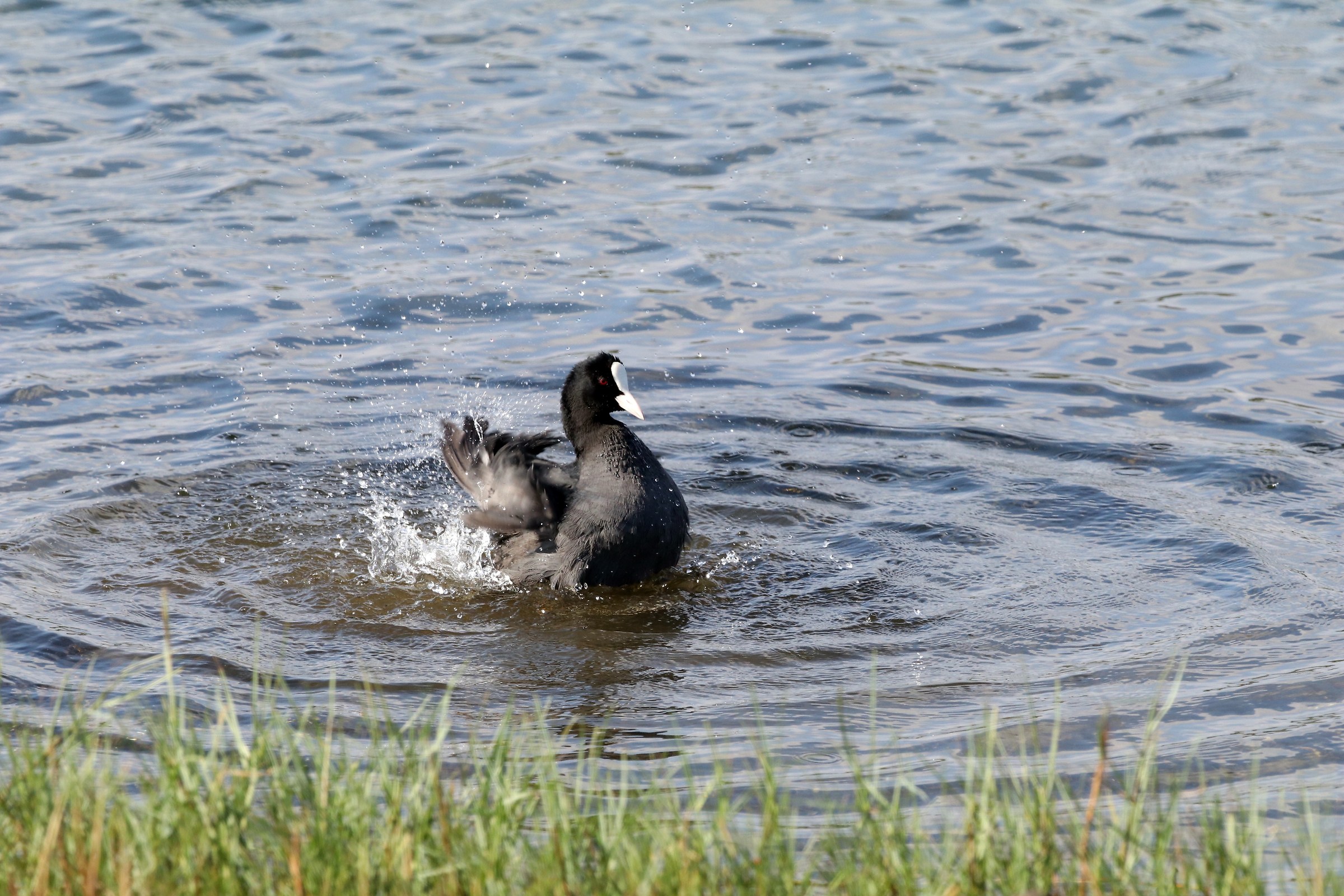 Eurasian Coot