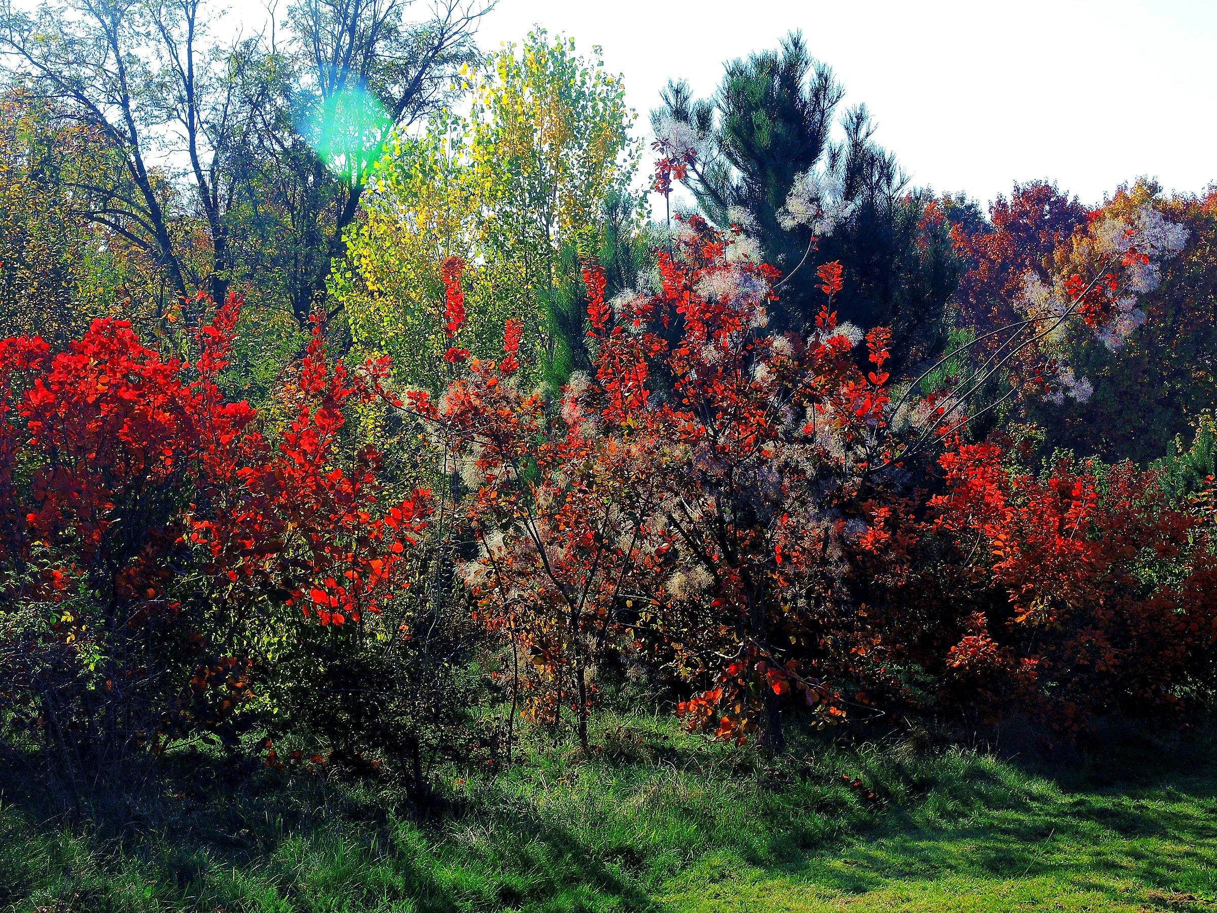 3883 - trionfi autunnali - MI Milano