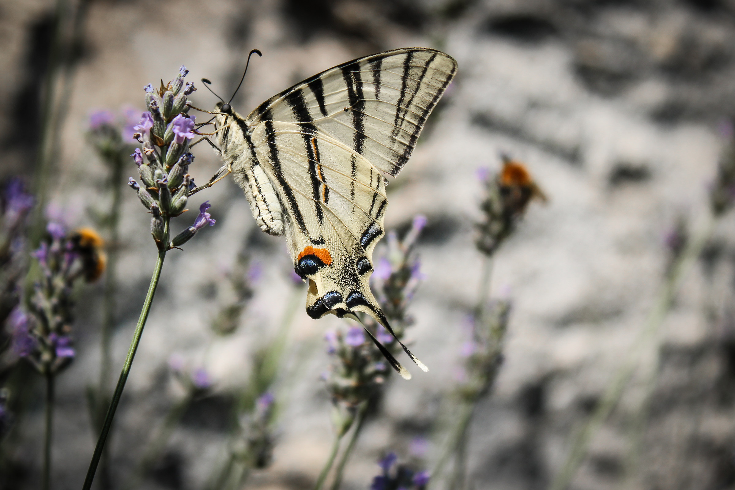 Iphiclides Podalirius