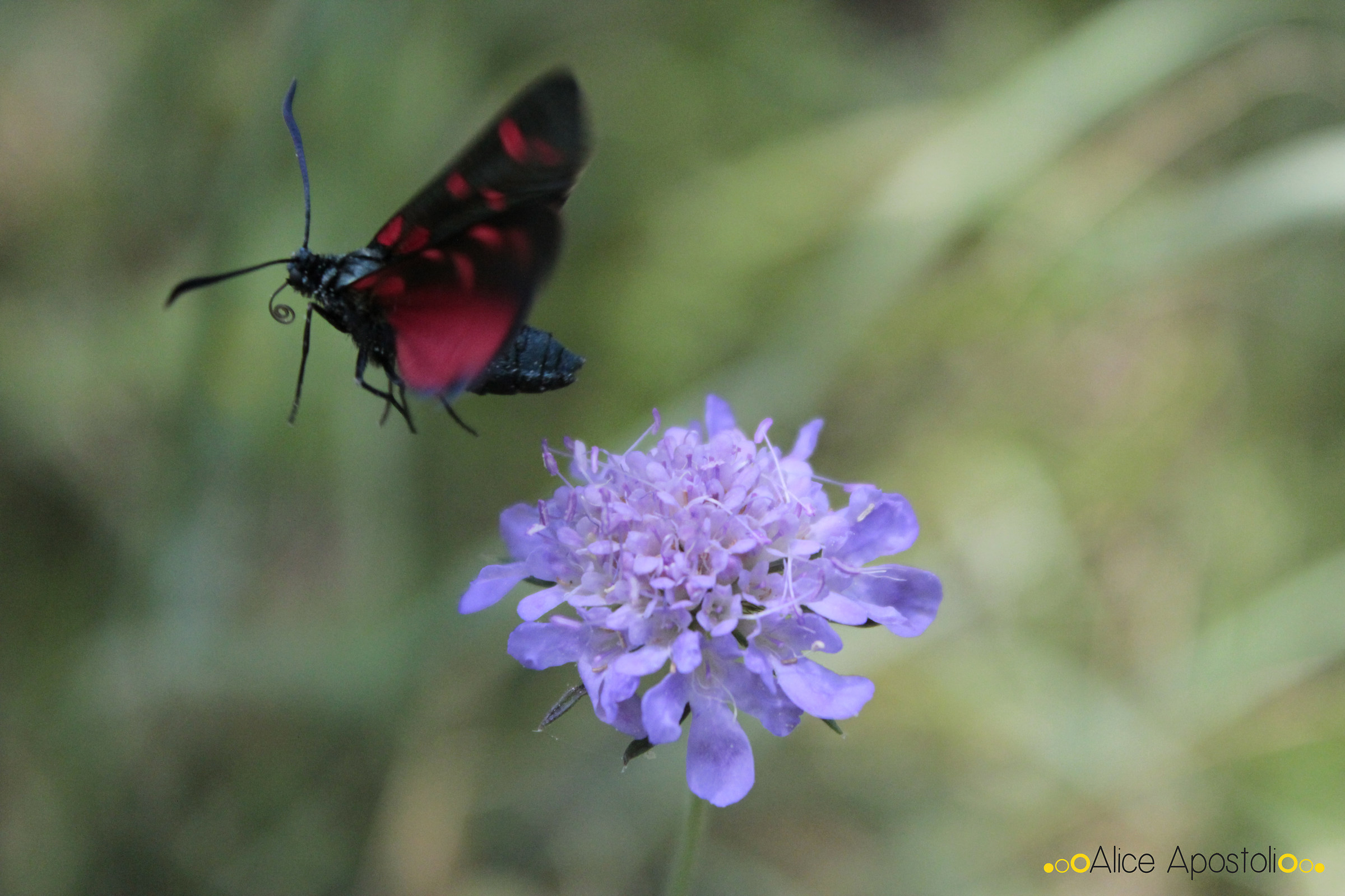 Zygaena Exulans