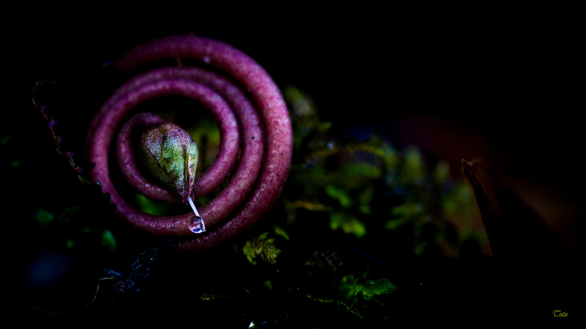 A Birth in the Secluded World