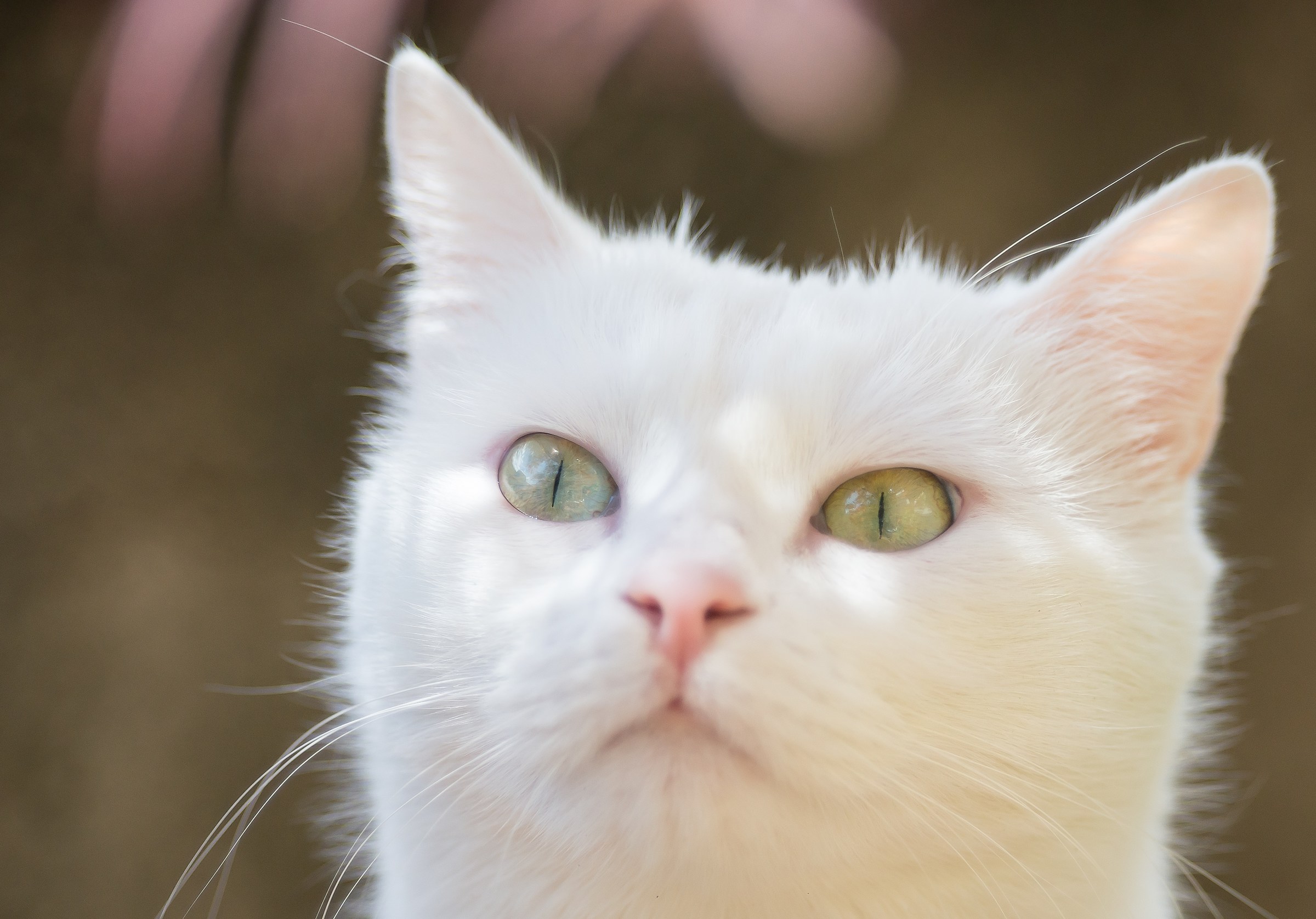 My cat is very angry