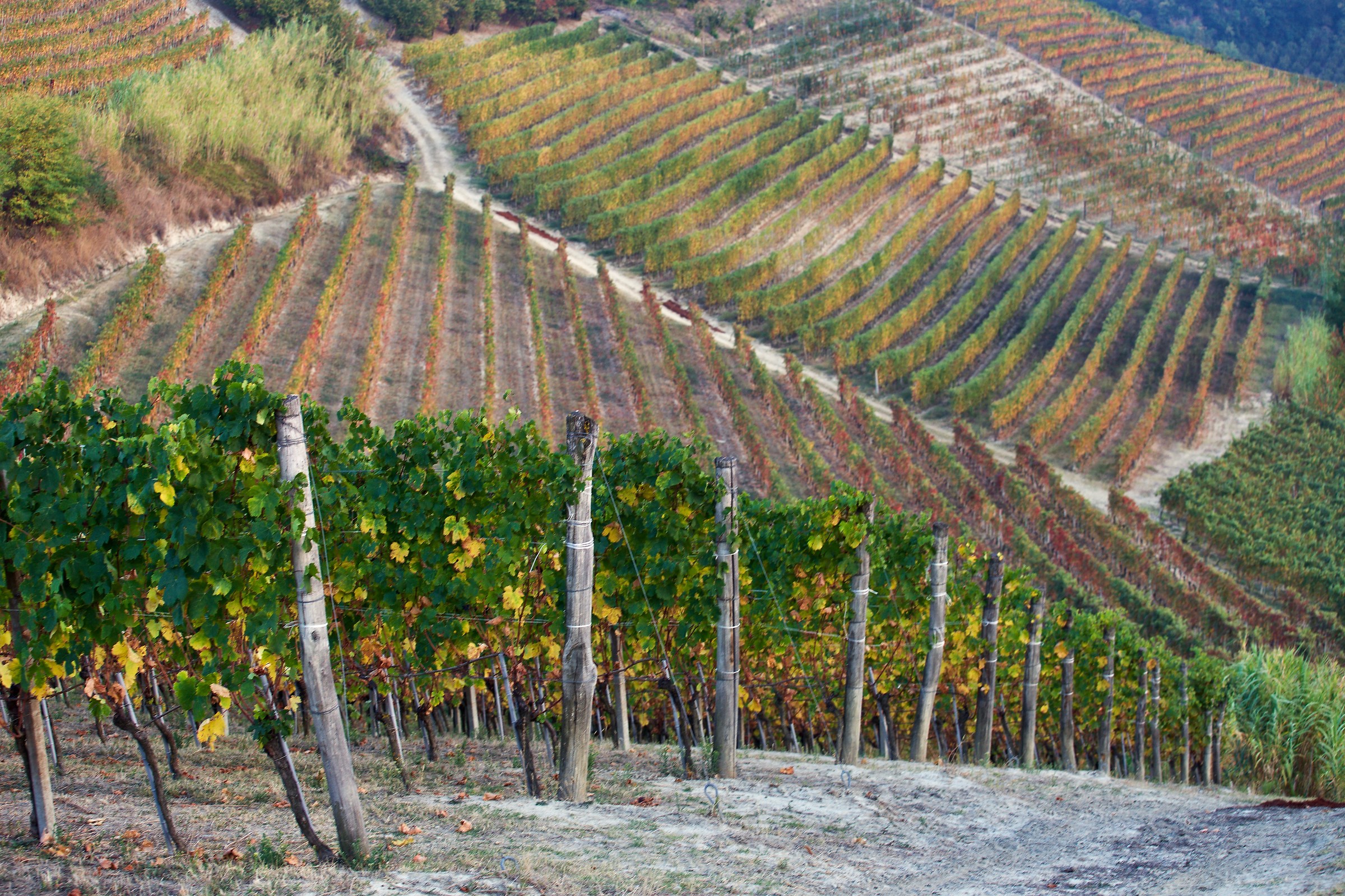 Le vigne dell'Oriolo (Montelupo Albese)