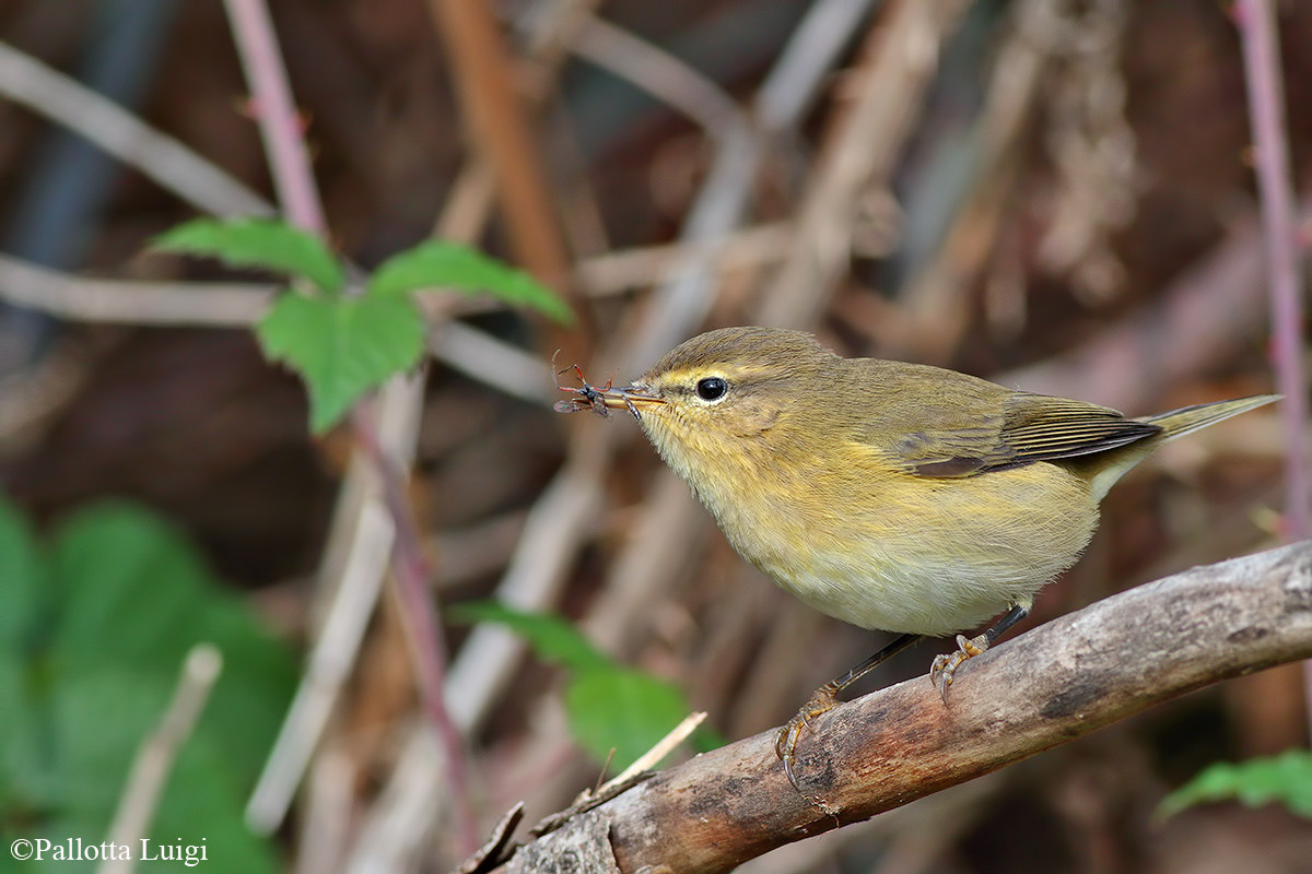 He little (Phylloscopus collybita)