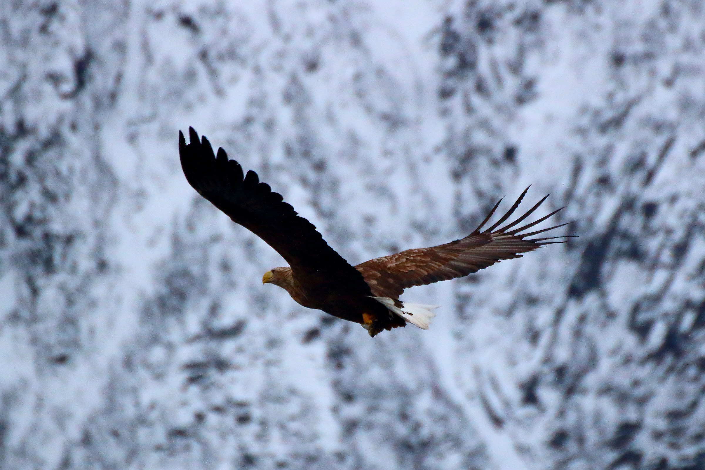 White tail tail sea eagle