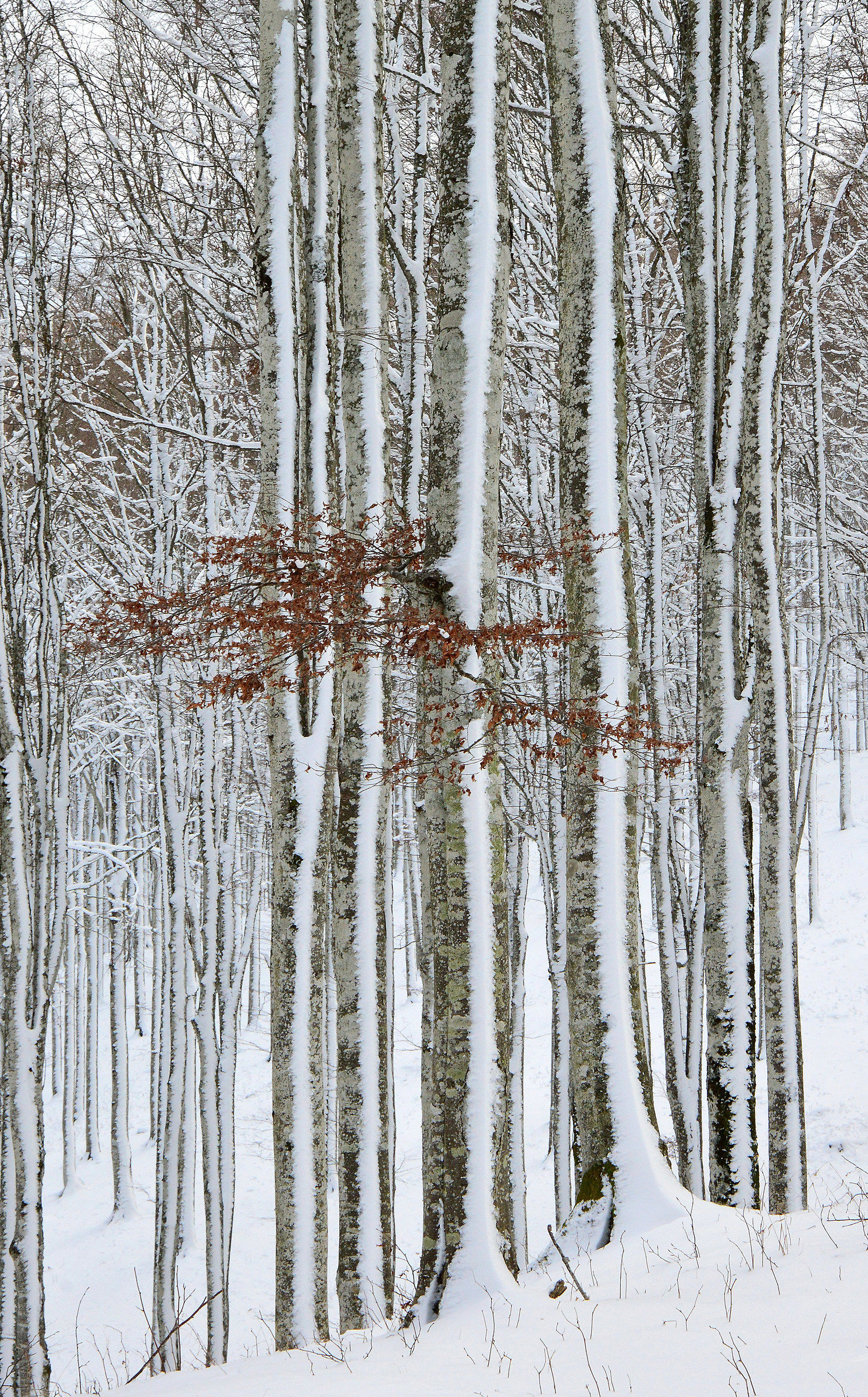beech and snow