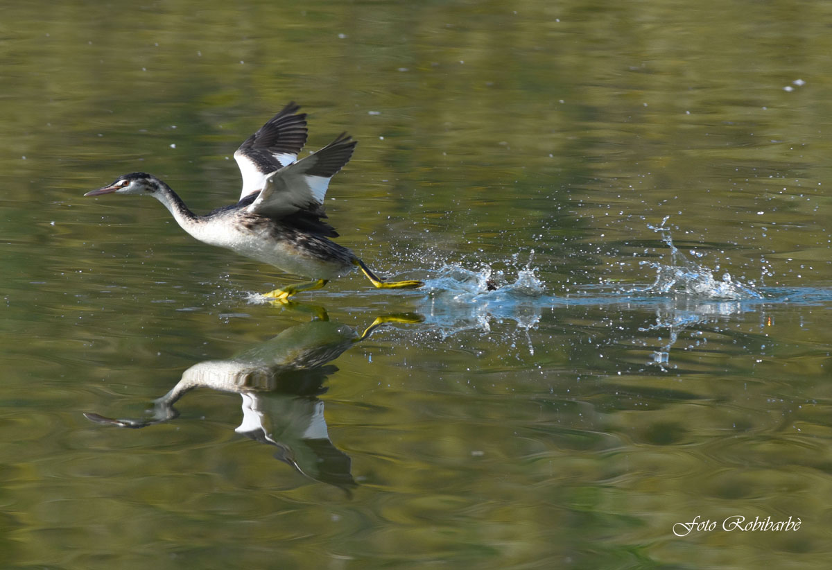 Running on the water ...