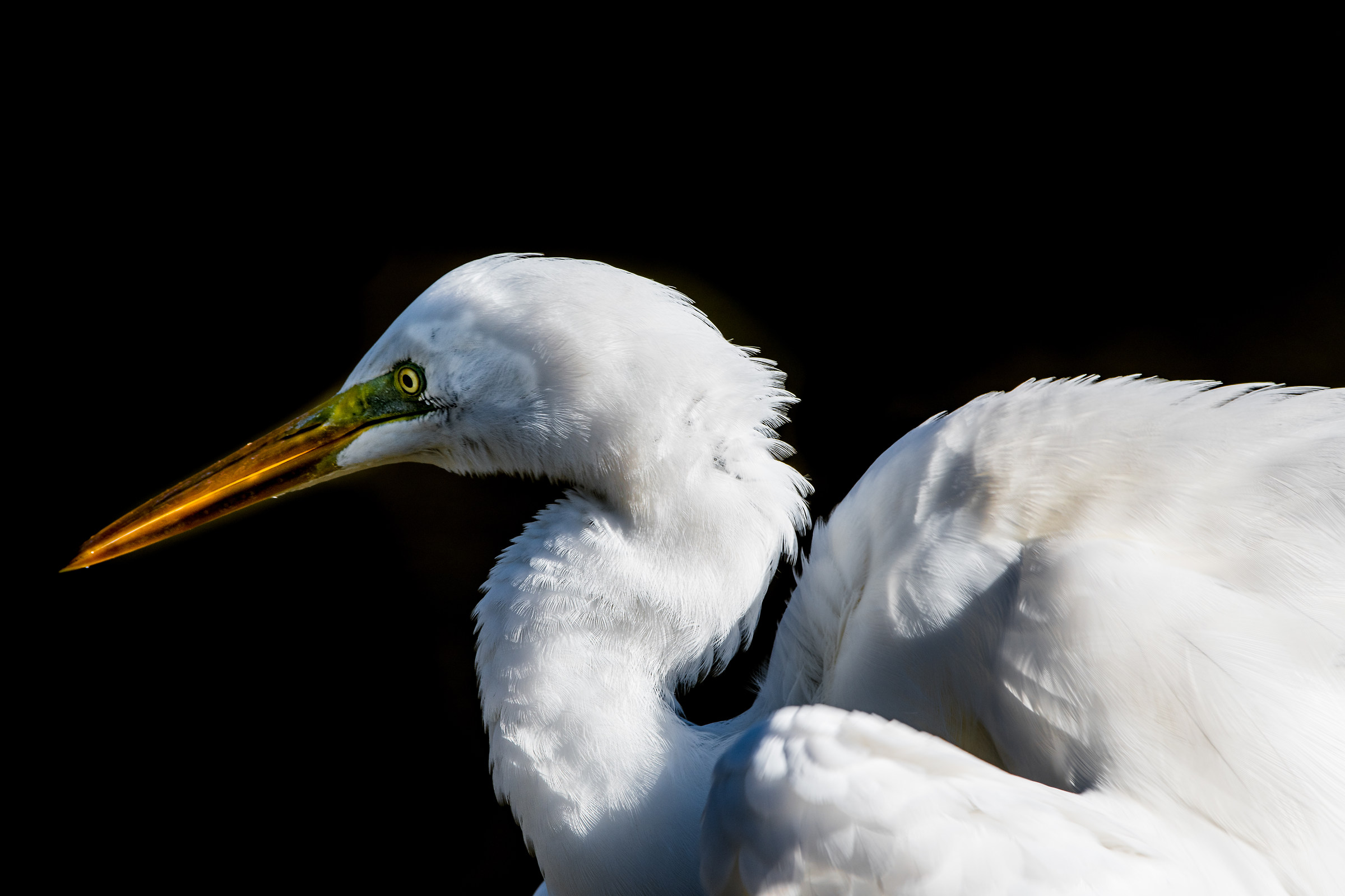 Contrasts. Big White Heron