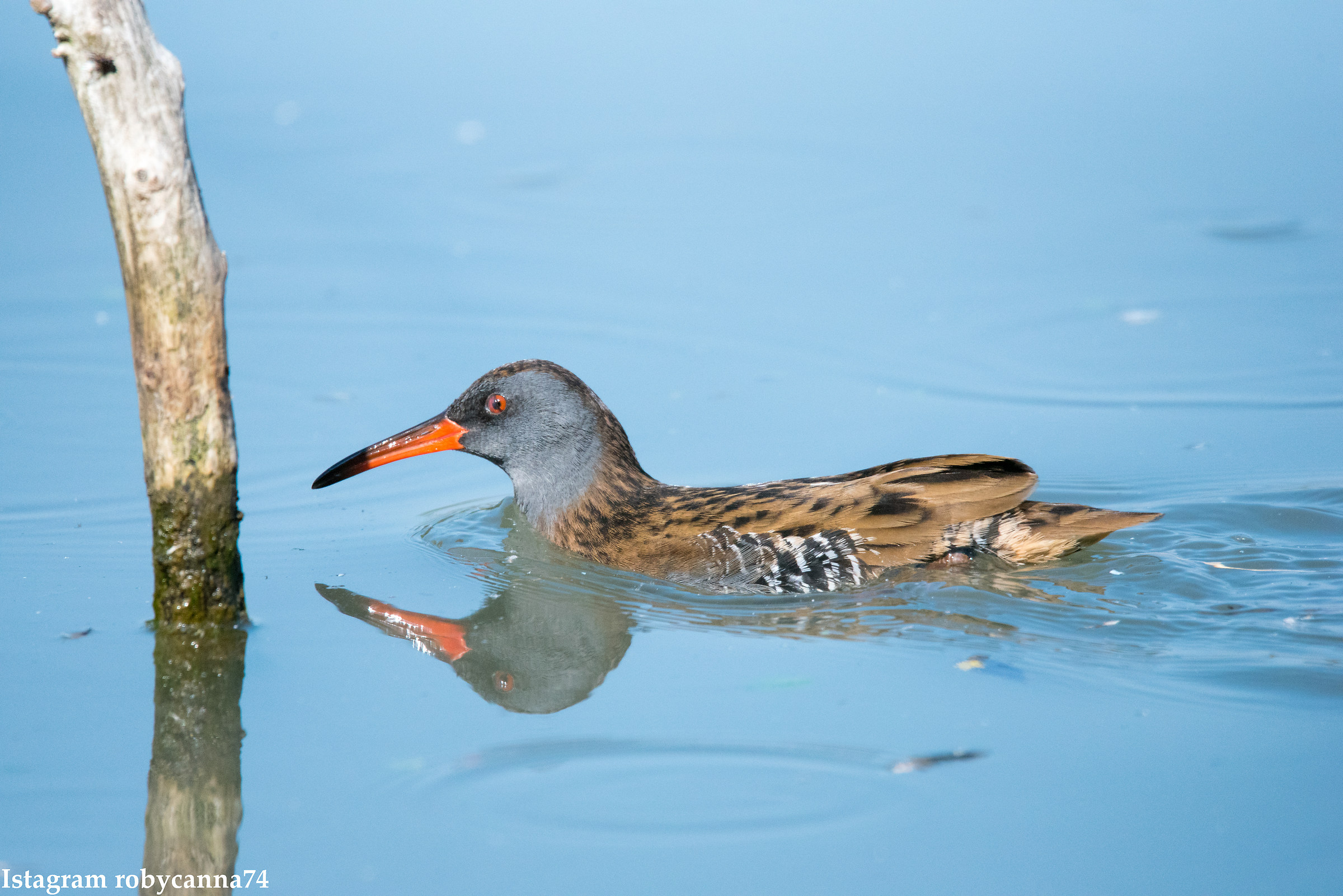 Water Rail