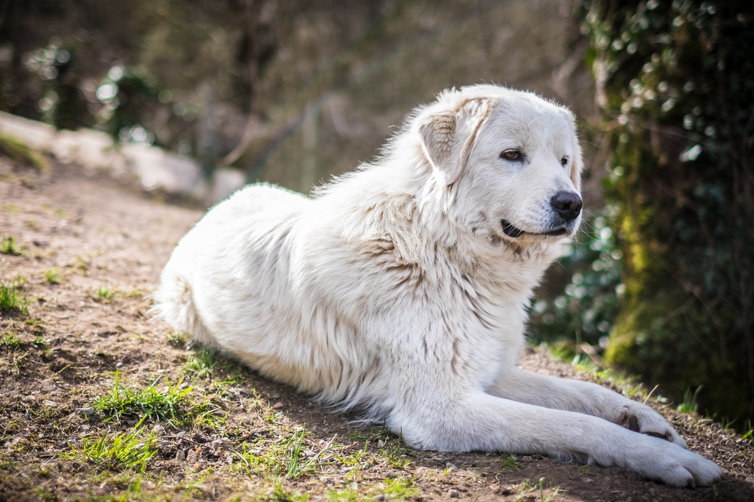 Cleo - Pastore Maremmano