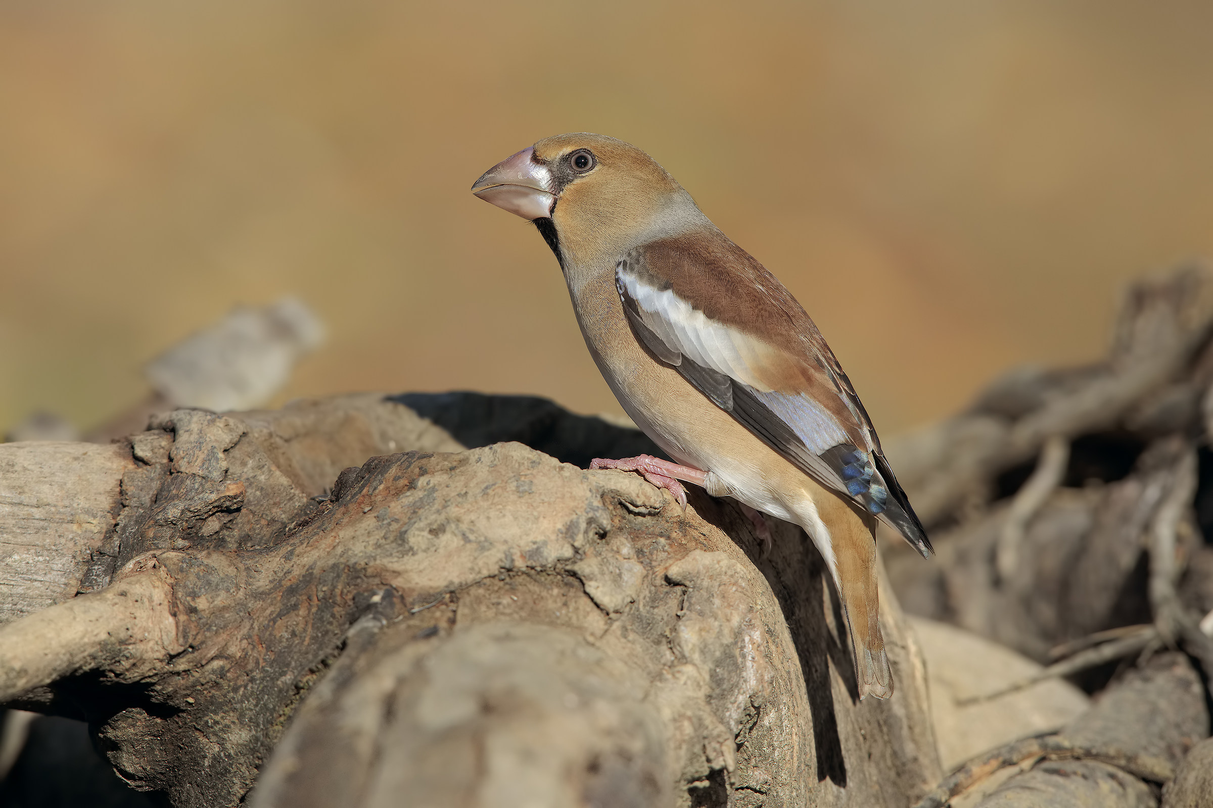 Grosbeak