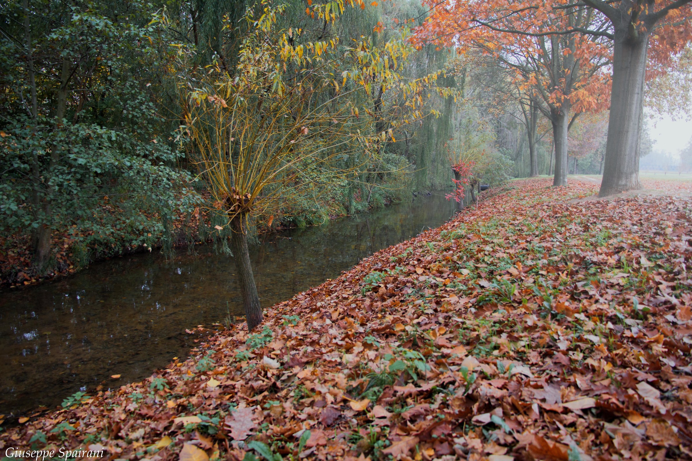 walking in the woods
