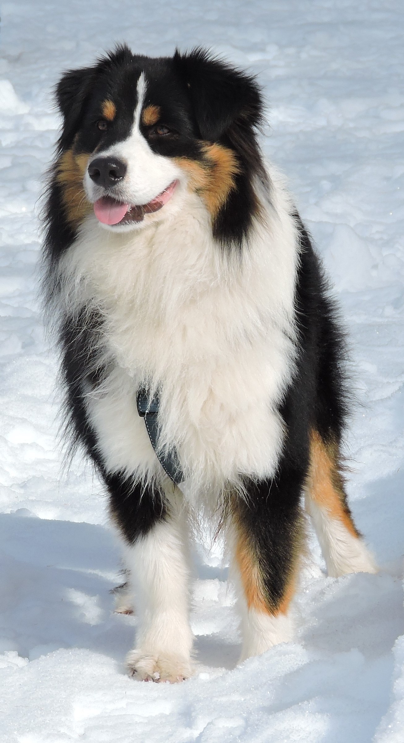 first time in the snow II