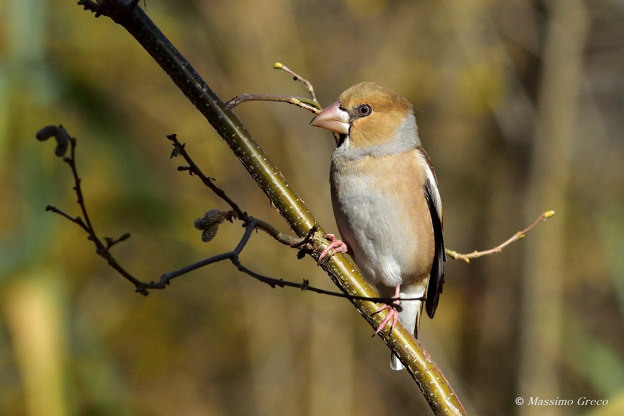Frost (Coccothraustes coccothraustes)