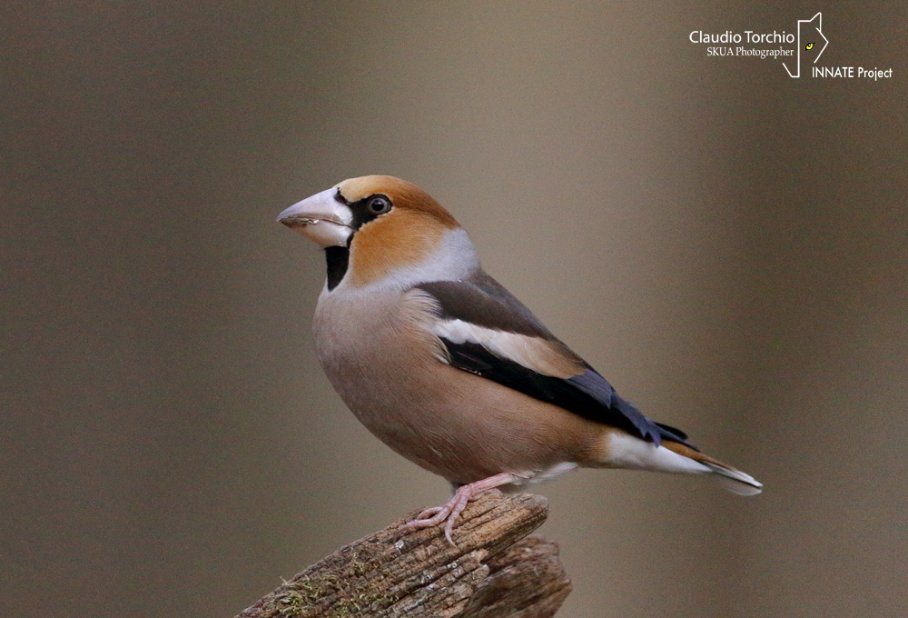 Grosbeak. Forest hut, La Mandria park