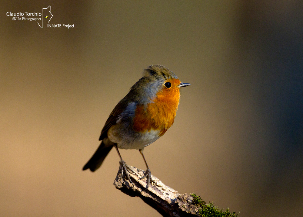 Robin