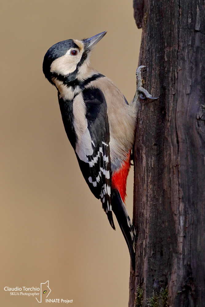 Big red woodpecker
