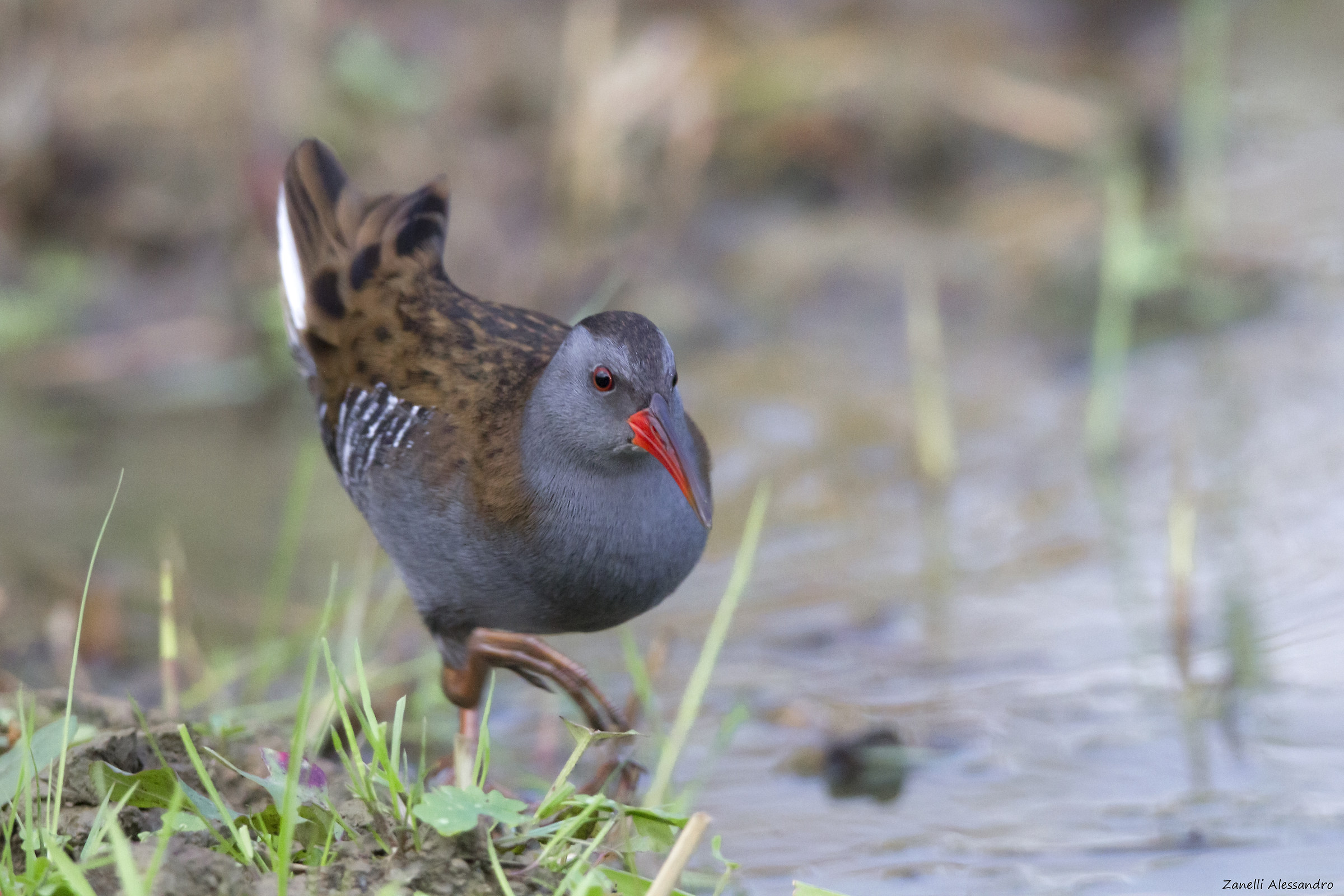 Water Rail
