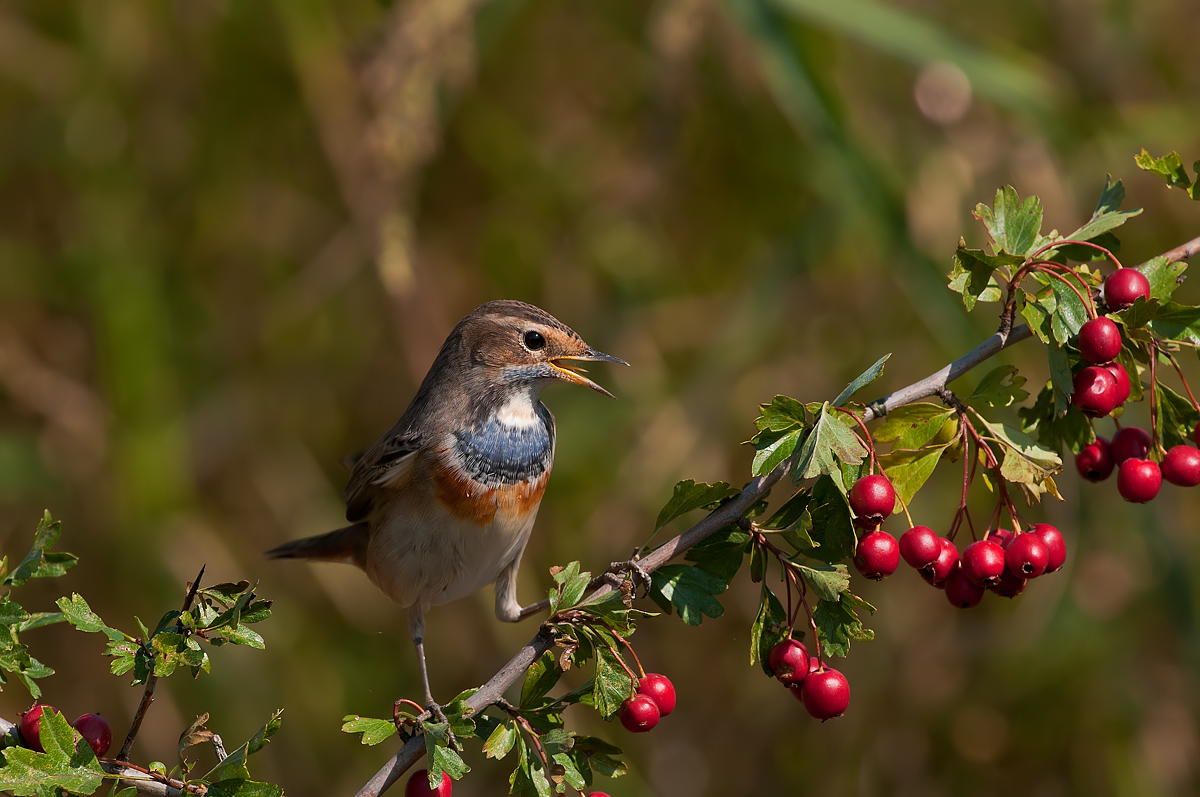Bluethroat warm