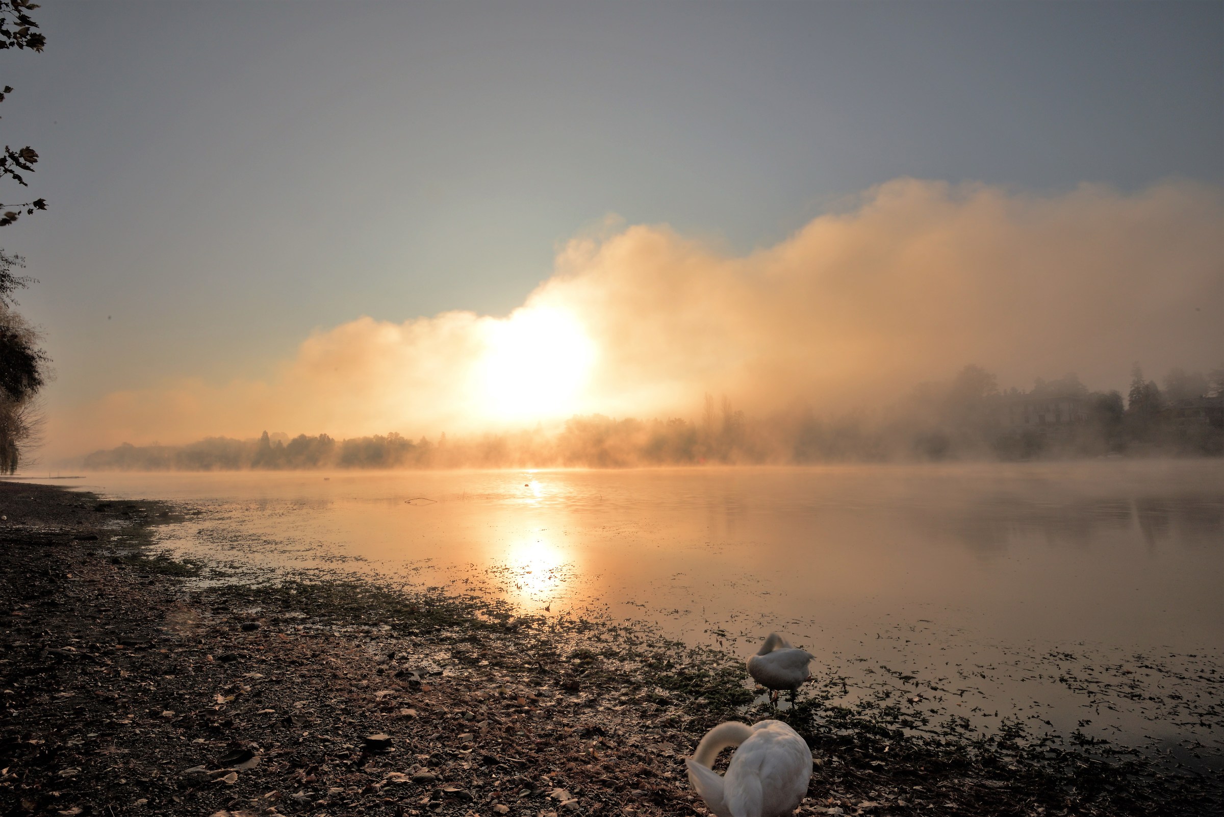 the sun is rising and I meet two swans