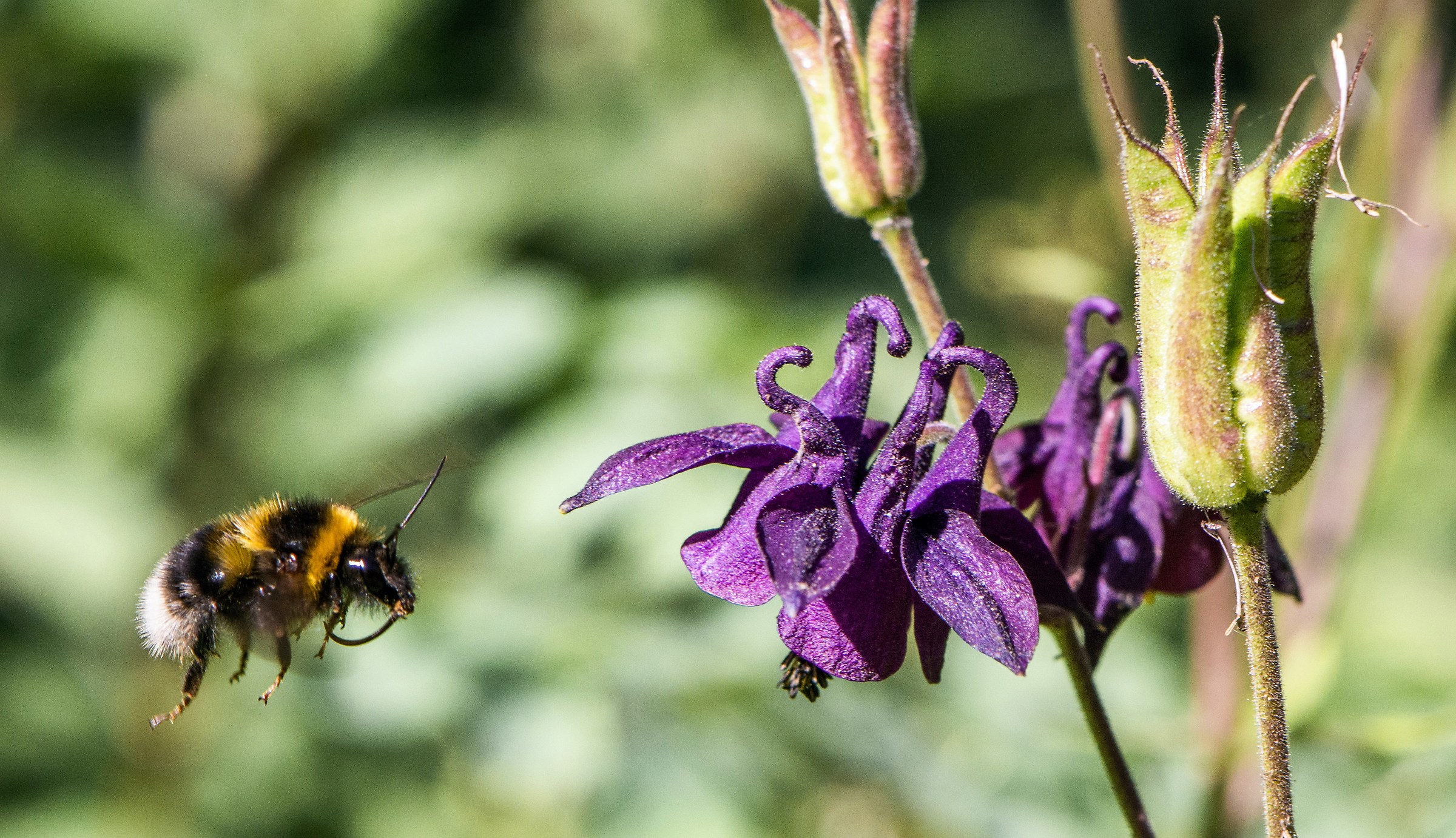 Il bombo e l'aquilegia