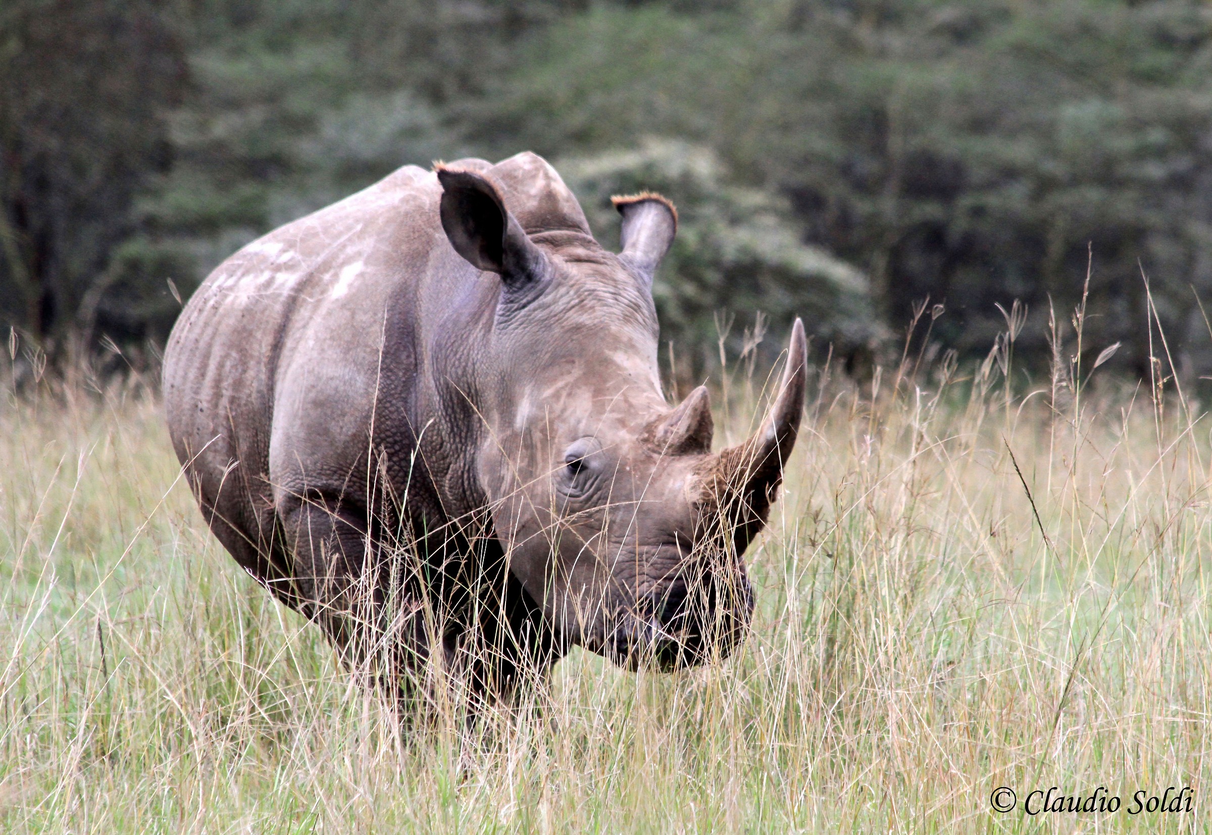 Rhino - Lake Nakuru
