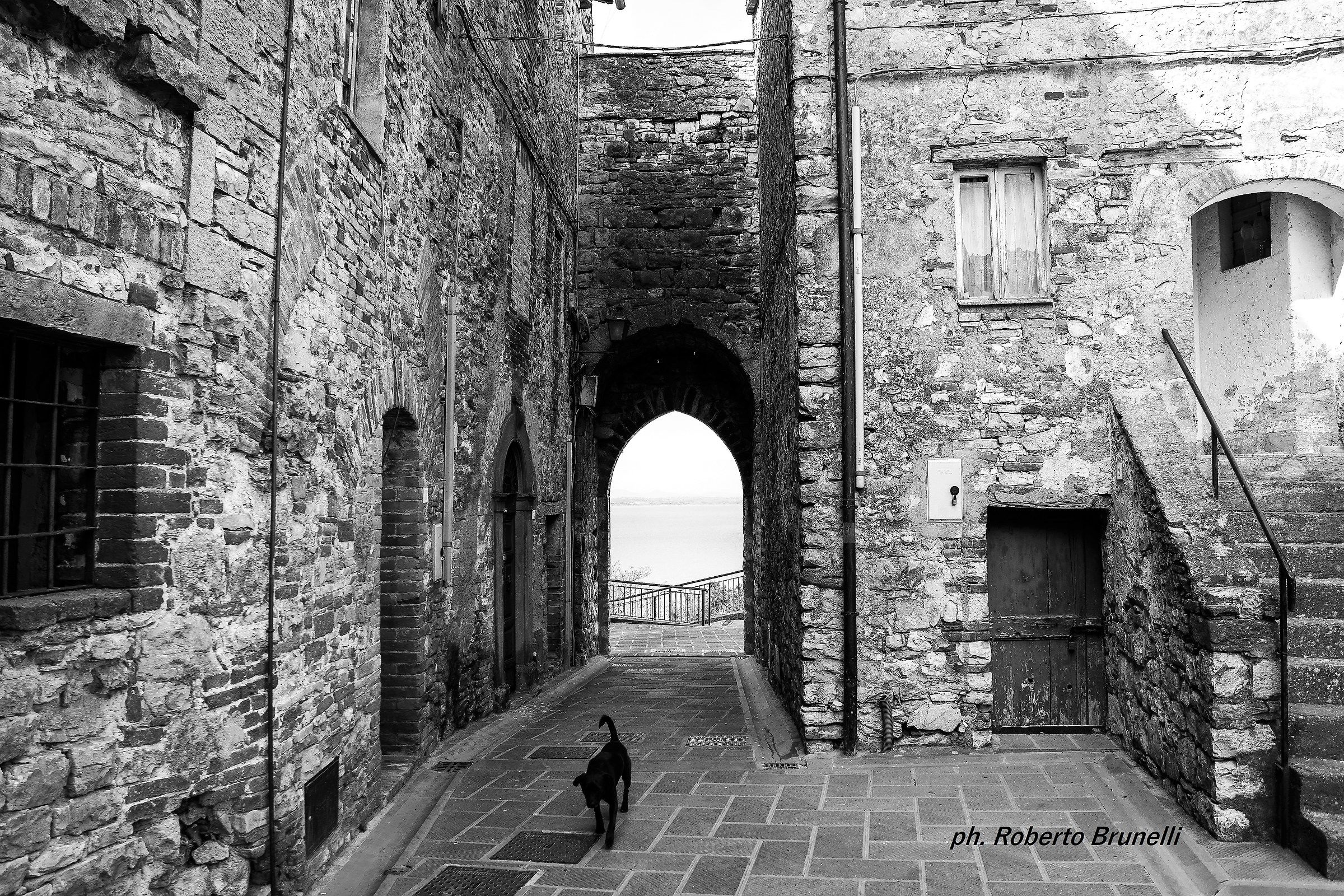 Back home dog  --   San Savino (pg)