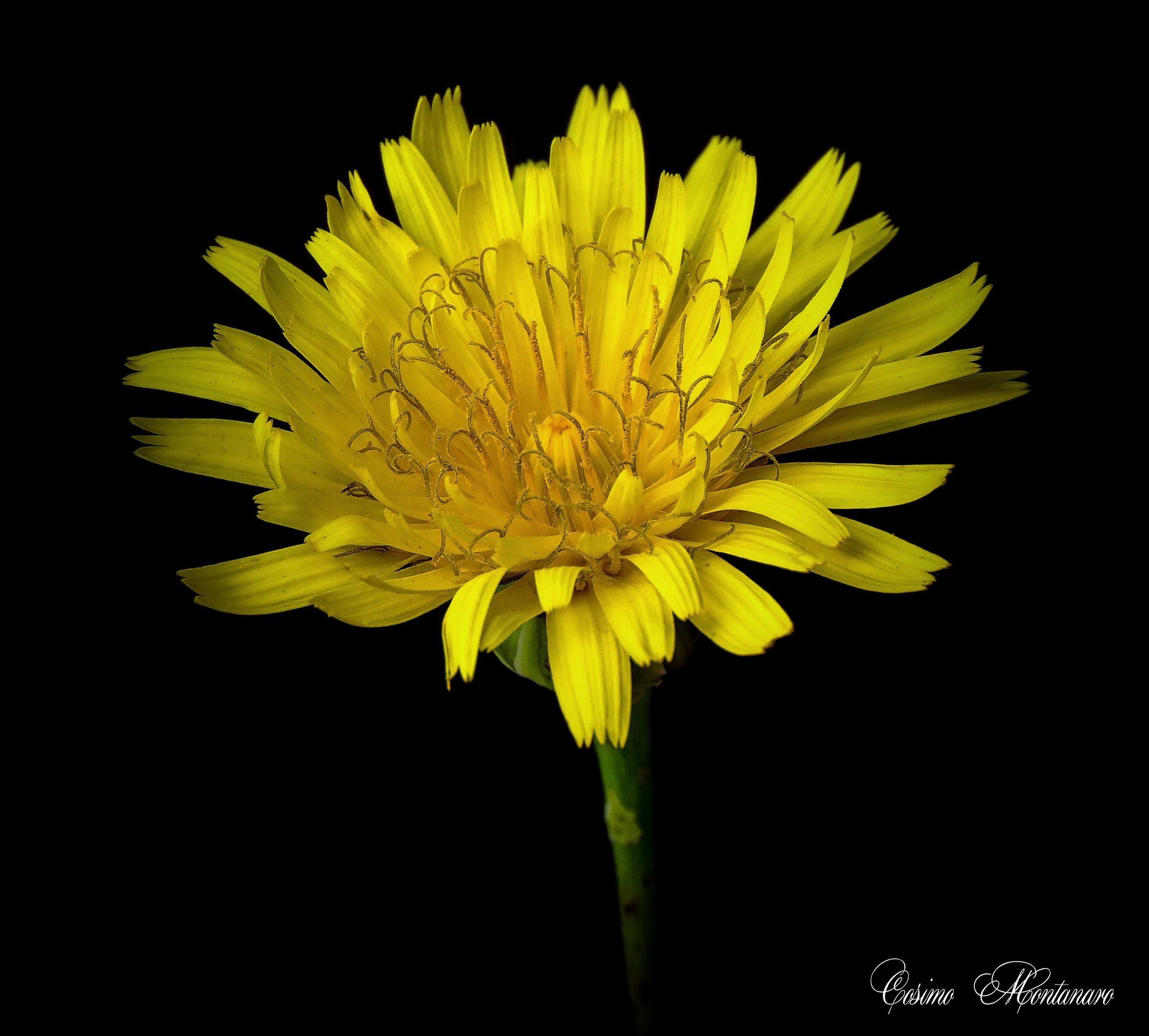 Taraxacum officinale