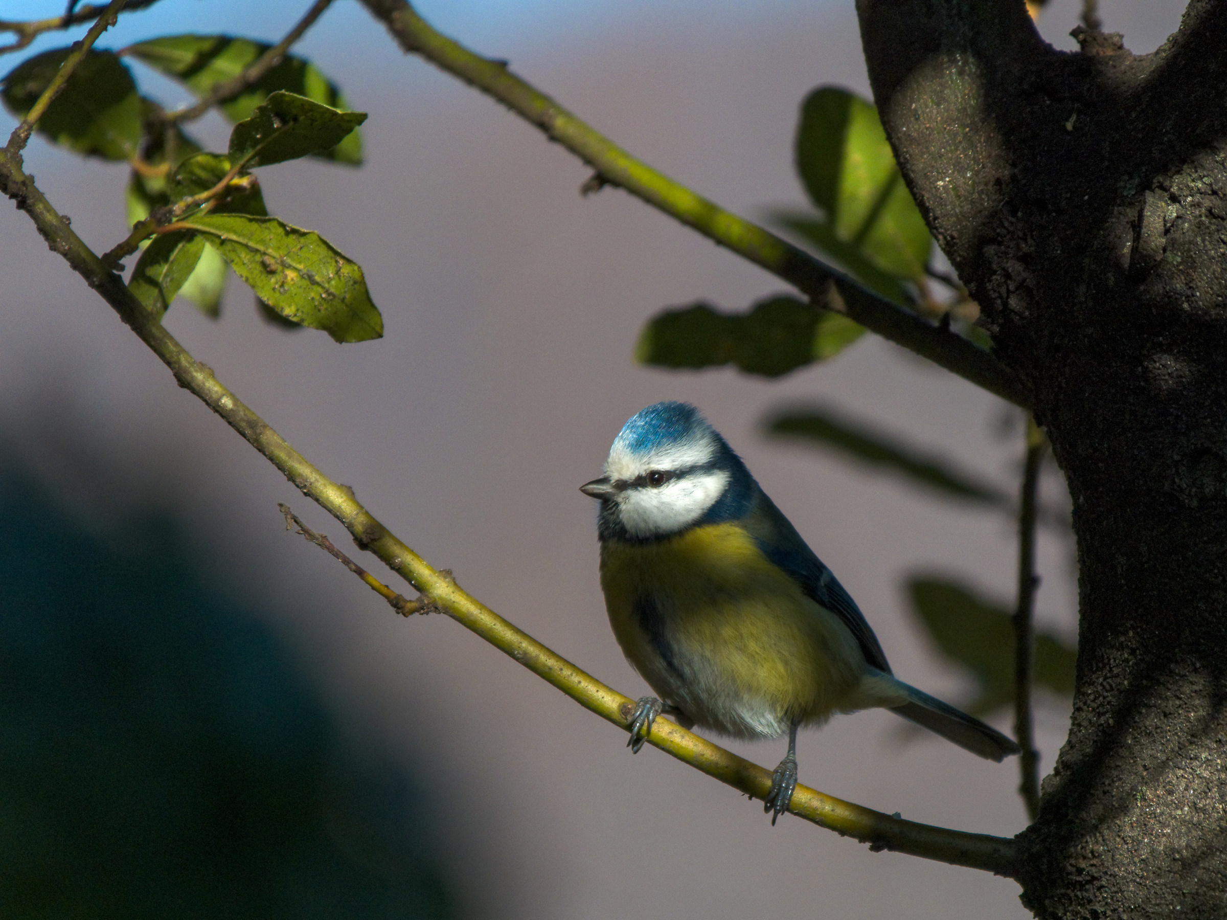 Camilla, the cinnamon.