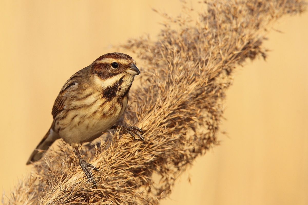 Migliarino di palude